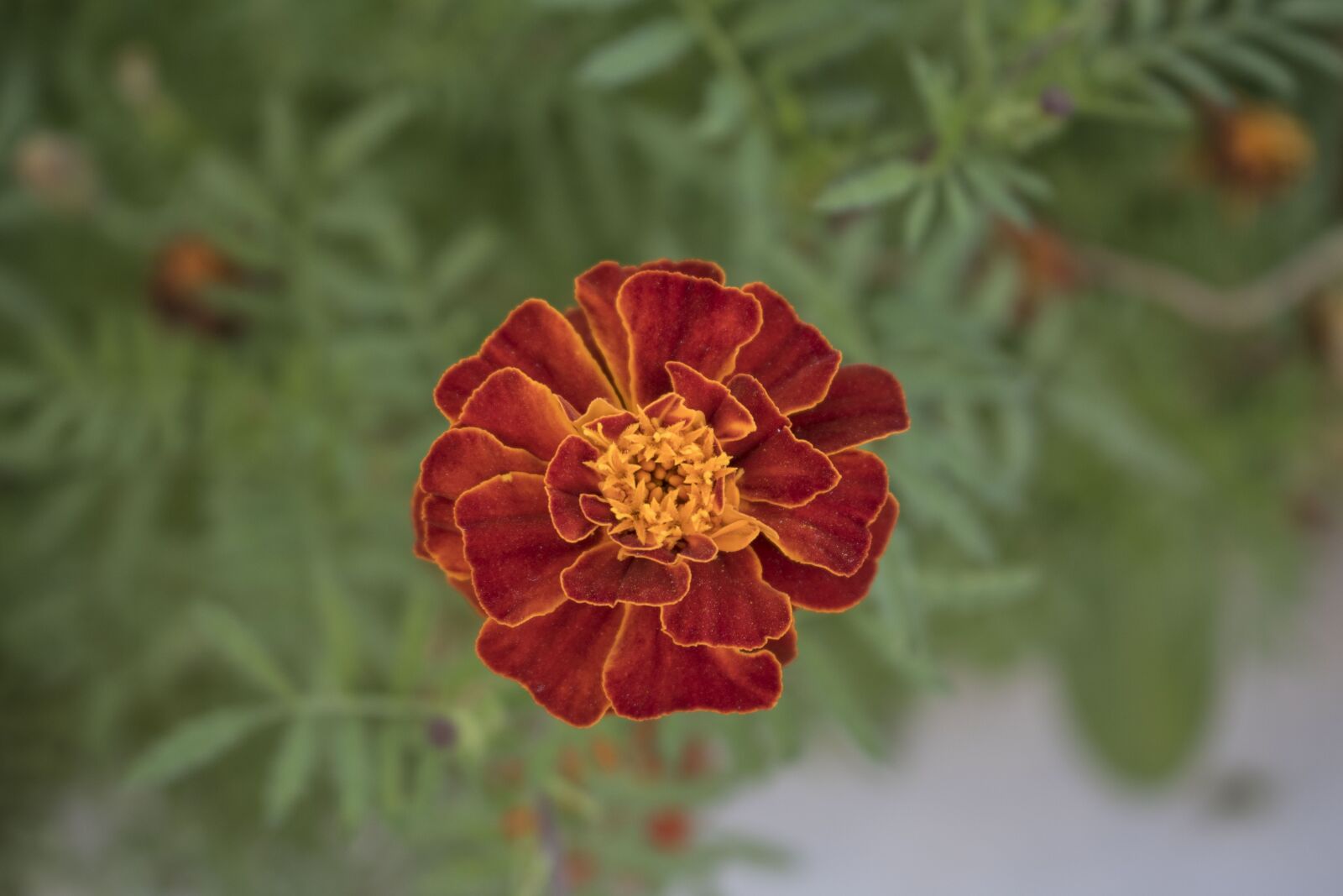 Canon EOS 750D (EOS Rebel T6i / EOS Kiss X8i) sample photo. Flower, turkey summer, blossom photography