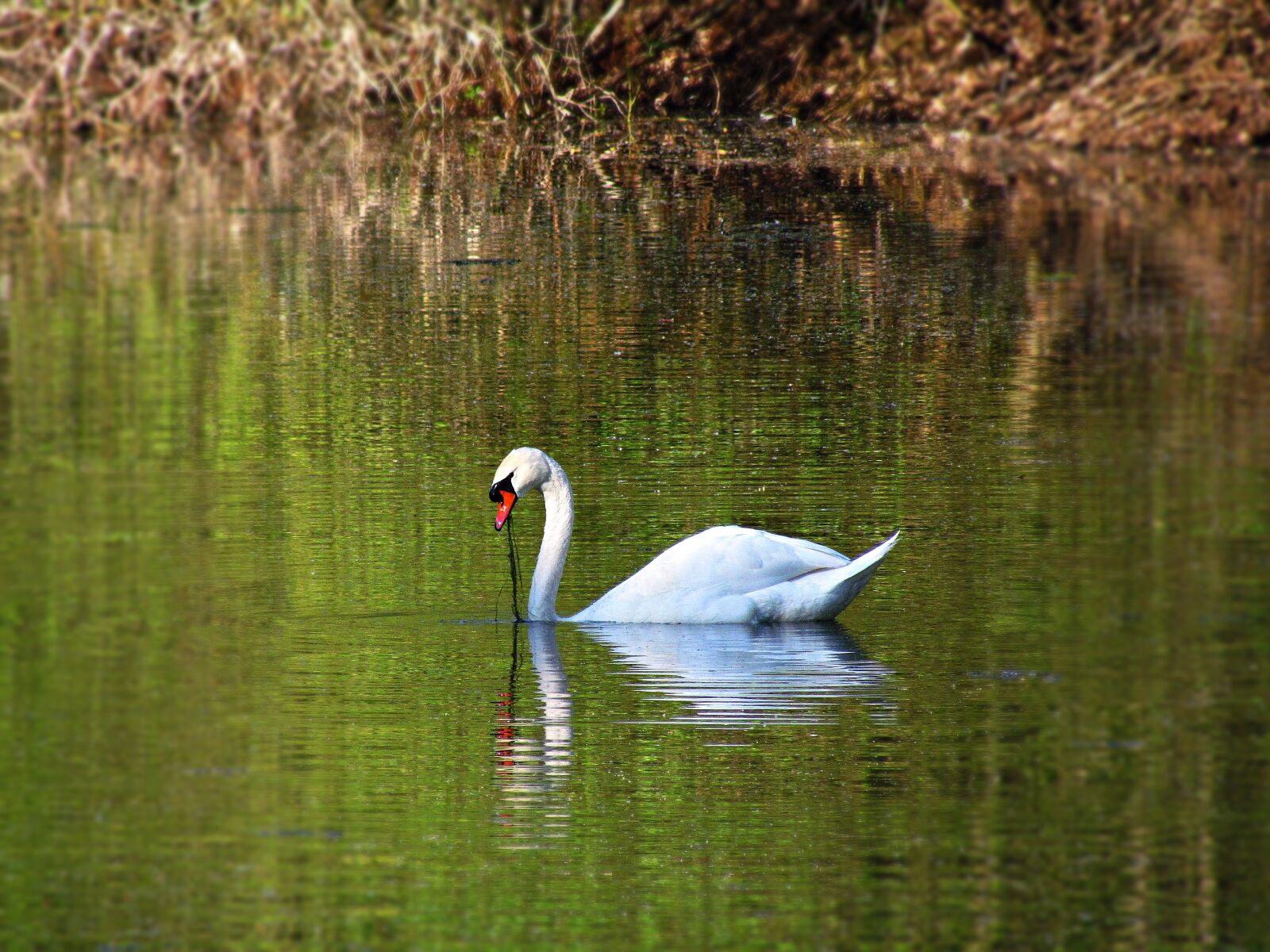 Canon PowerShot SX30 IS sample photo. Pond, swan, floats photography