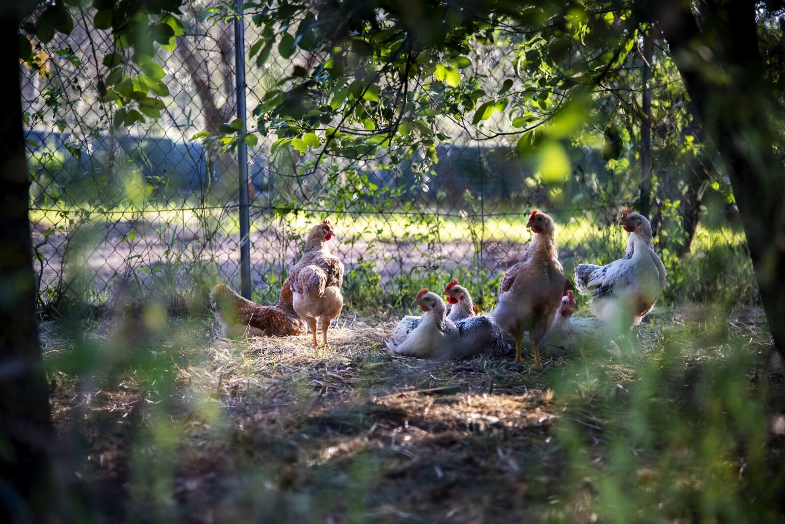 Nikon D750 sample photo. Chicken coop, hens, nature photography
