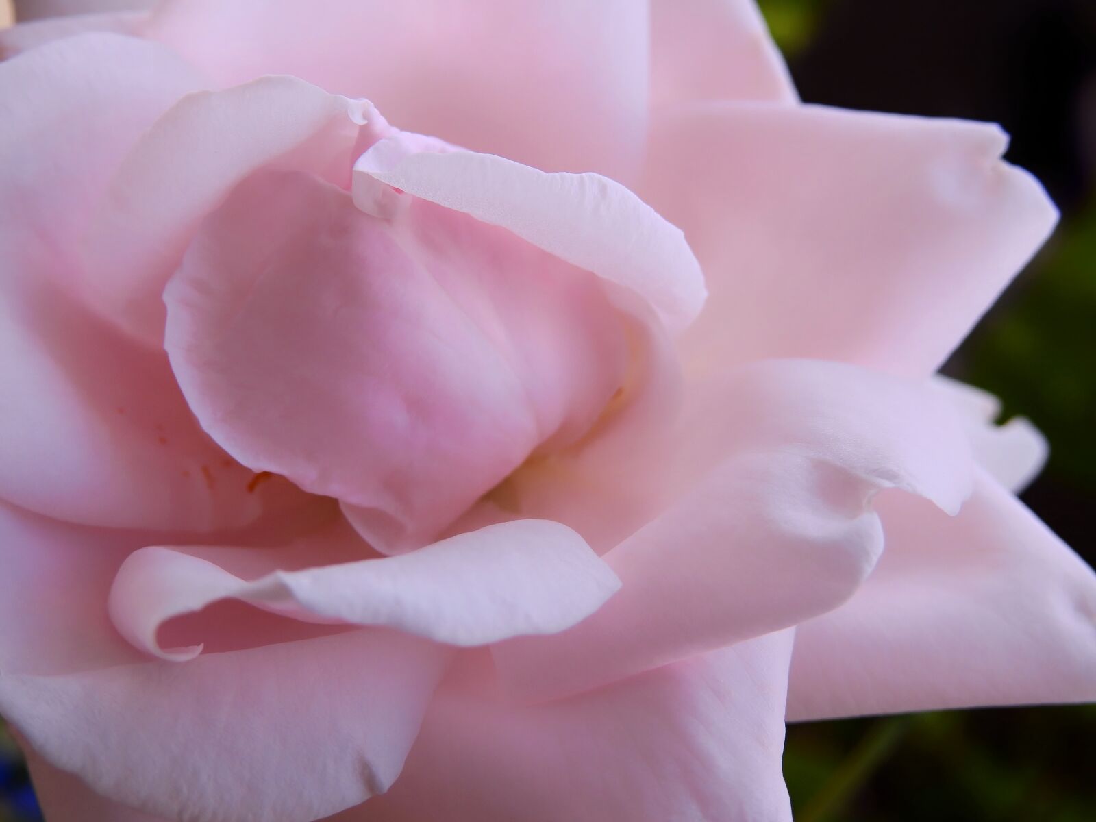 Nikon Coolpix P900 sample photo. Rose, flower, rose blooms photography