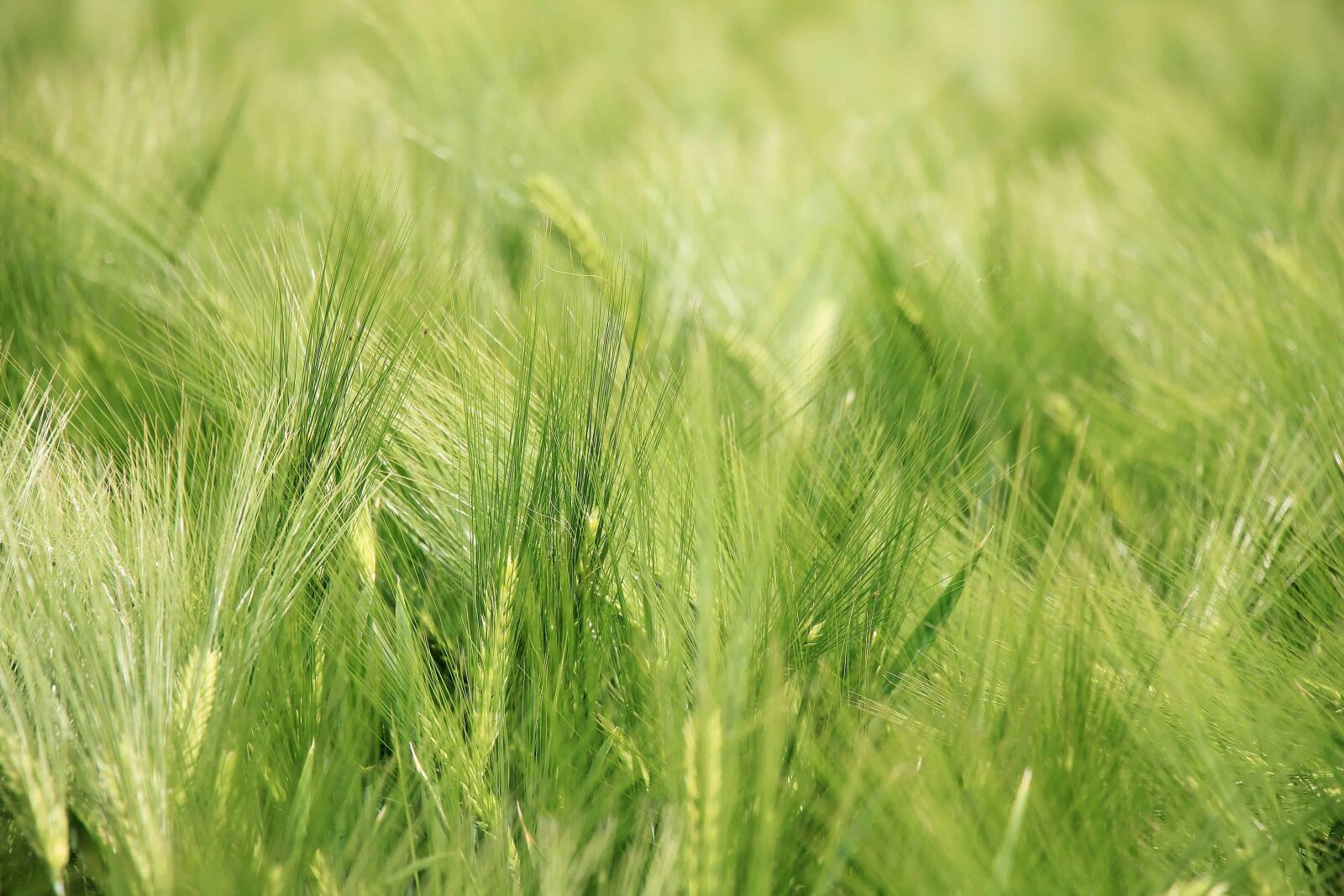 Canon EOS 550D (EOS Rebel T2i / EOS Kiss X4) sample photo. Field, straw, grass, nature photography