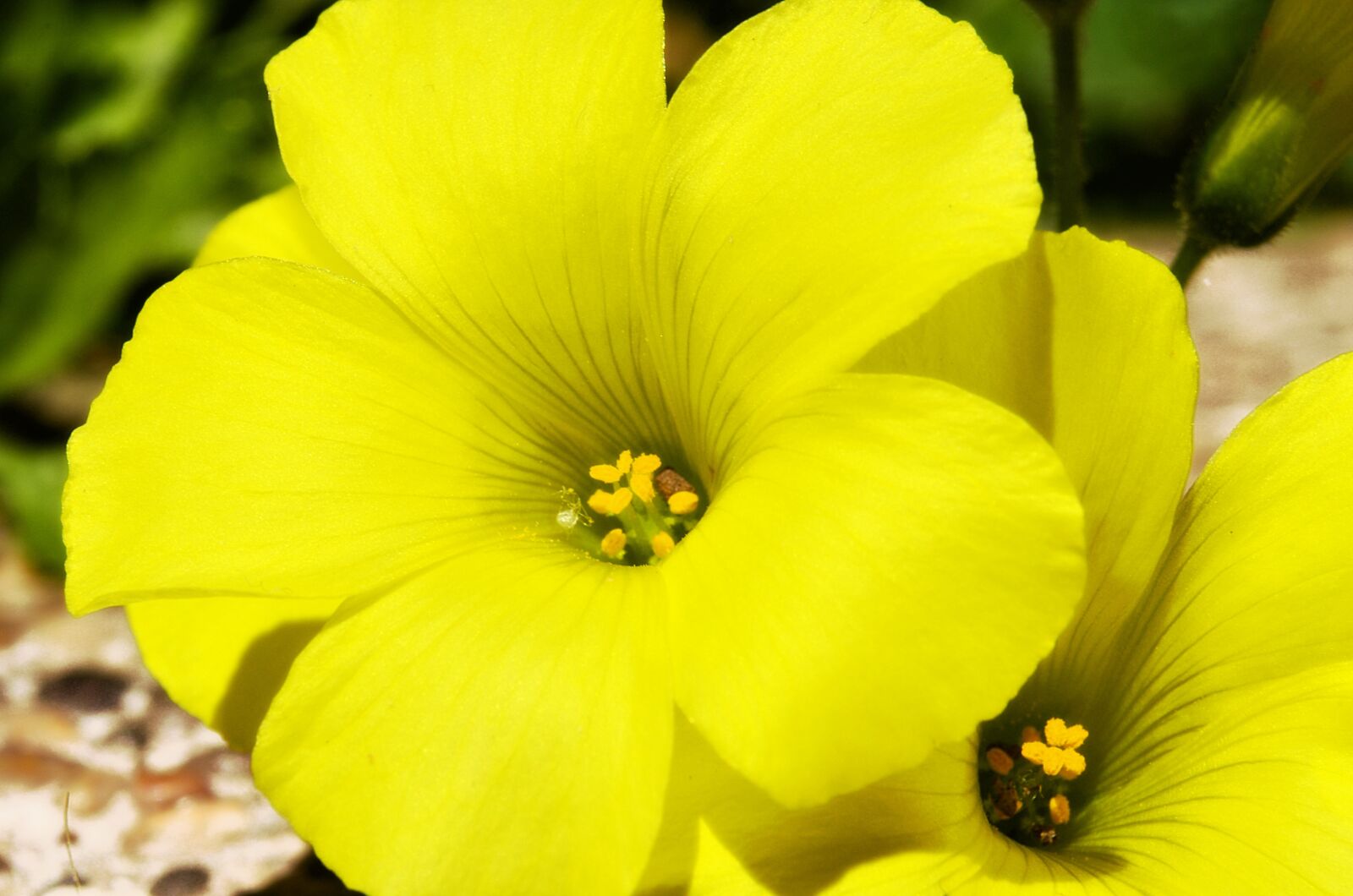 Nikon D5100 sample photo. Flower, garden, spring photography