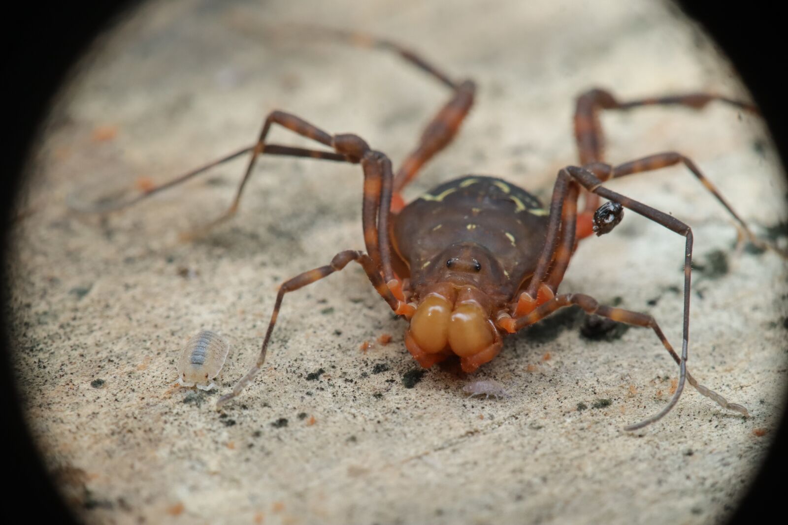 Canon EF-M 15-45mm F3.5-6.3 IS STM sample photo. Arachnid, reaper, murgaño photography