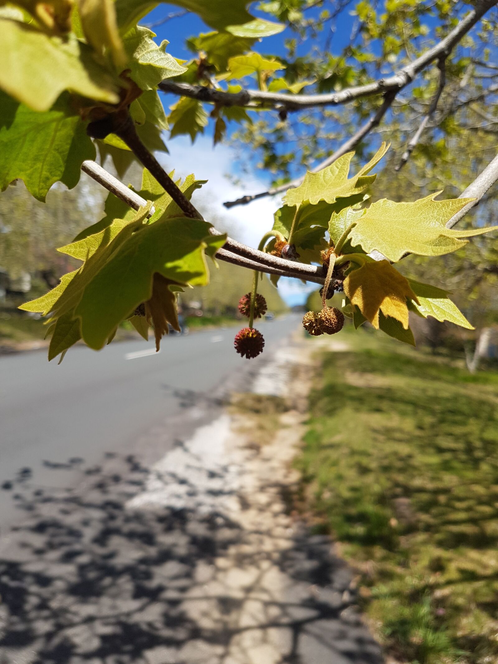 Samsung Galaxy S7 sample photo. Road, tree, leaves photography