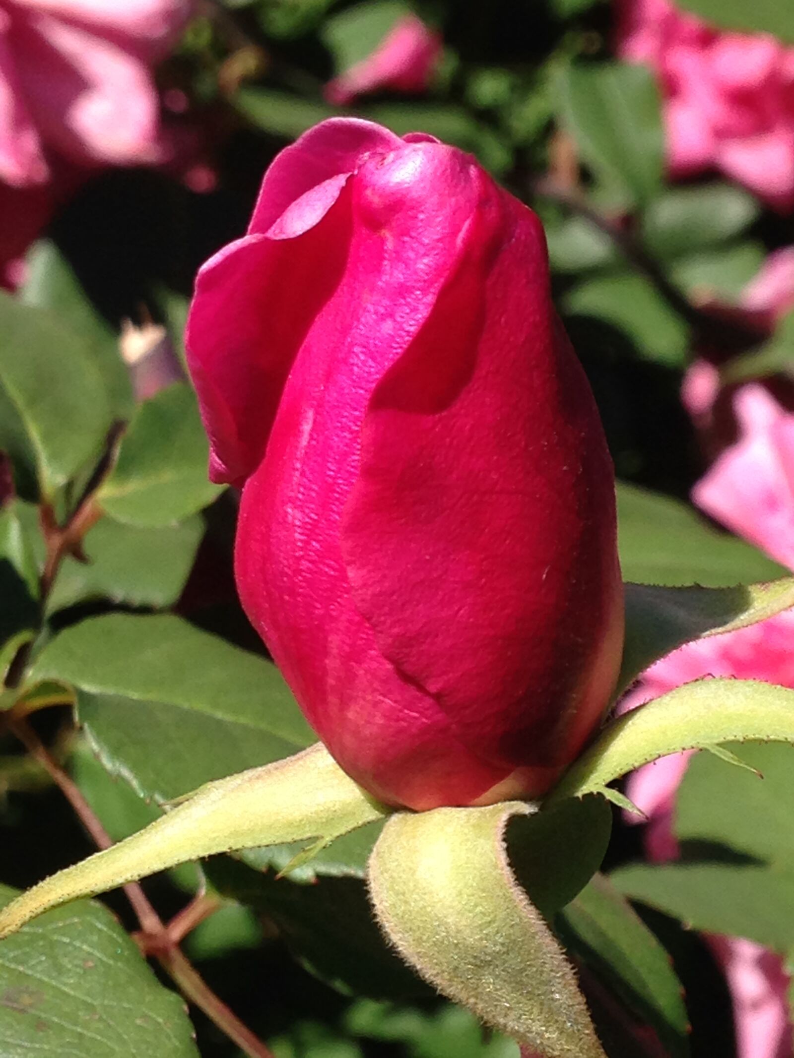 iPhone 5c back camera 4.12mm f/2.4 sample photo. Flower, red, flowers, rosebuds photography