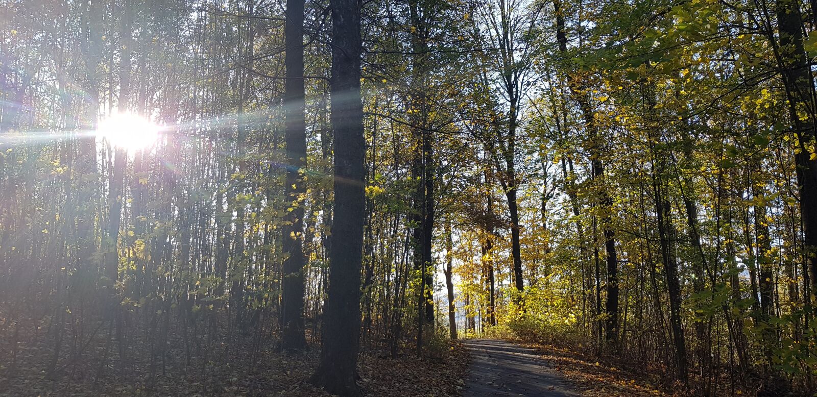 Samsung Galaxy S8 sample photo. Sun, forest, landscape photography