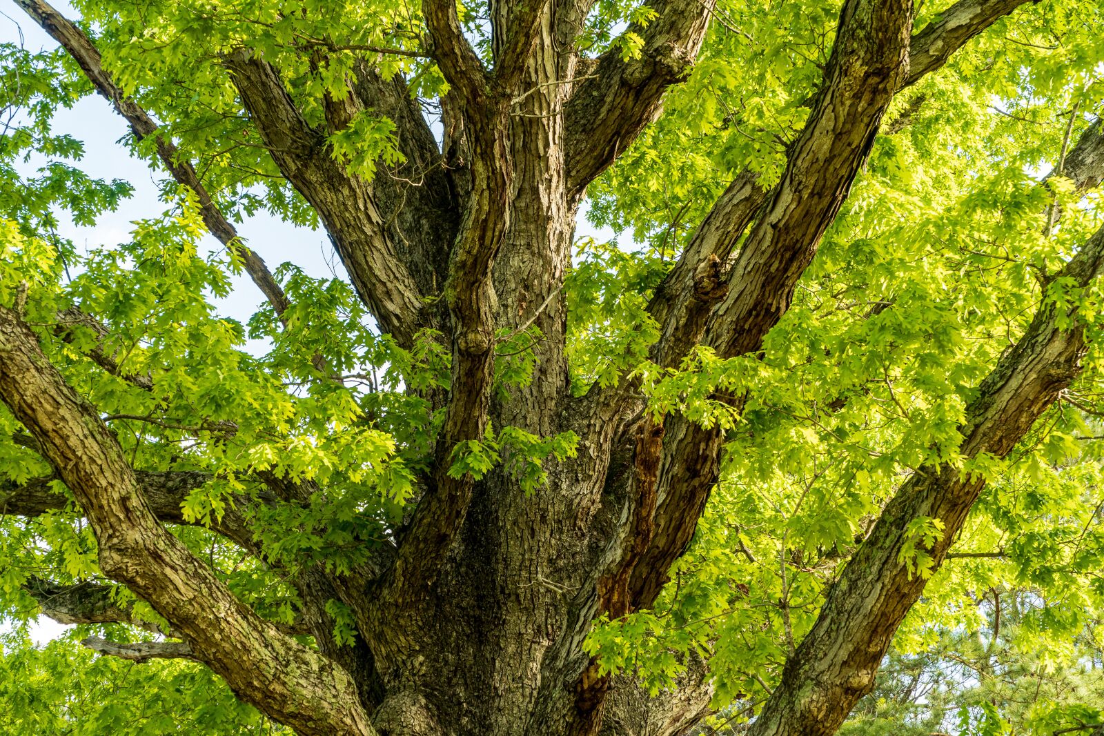 Sony E PZ 18-105mm F4 G OSS sample photo. Oak, ancient oak, spring photography