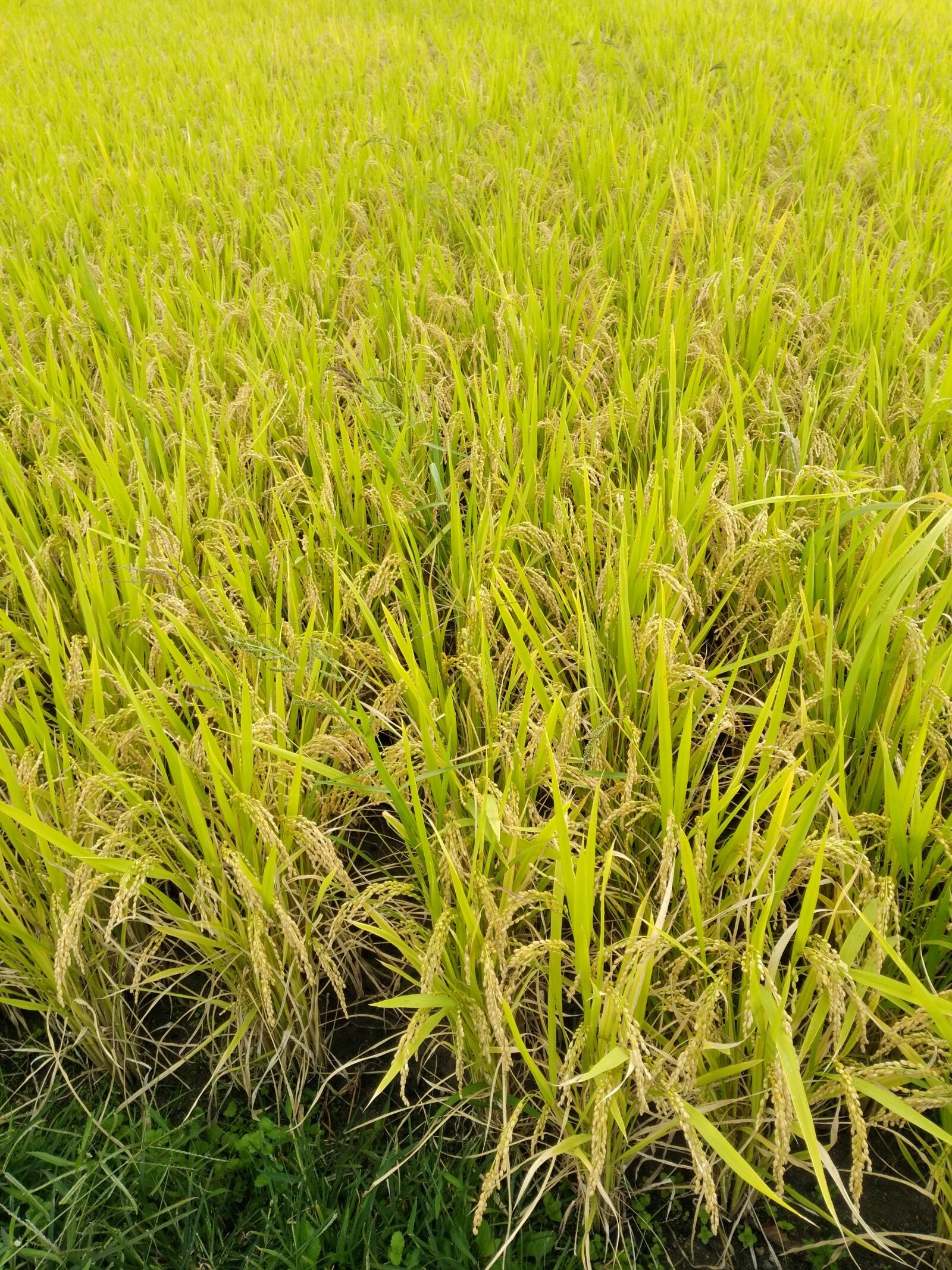 HUAWEI P9 LITE sample photo. Ch, of the countryside photography