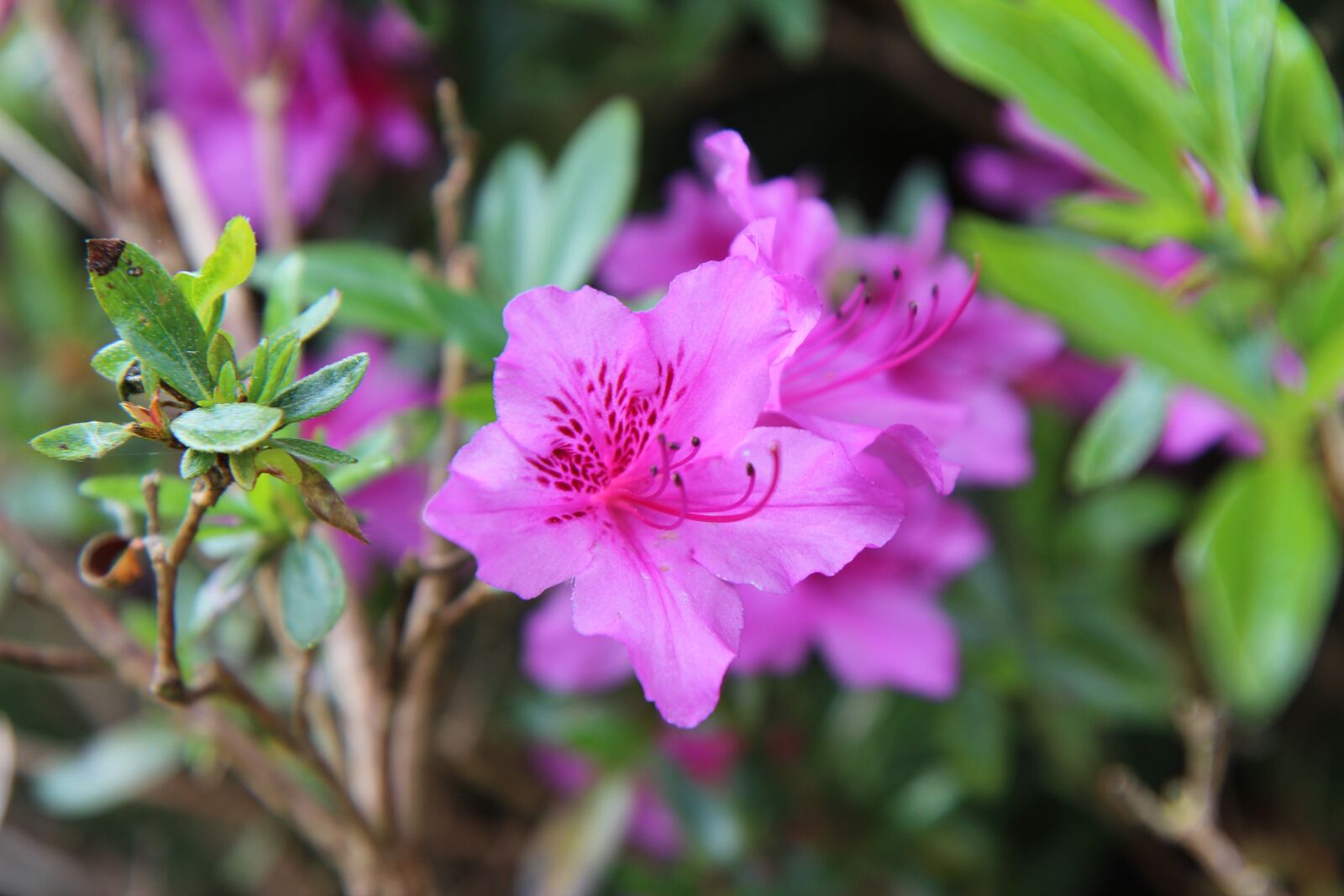 Canon EOS 600D (Rebel EOS T3i / EOS Kiss X5) sample photo. Azalea, azalea pink, pink photography