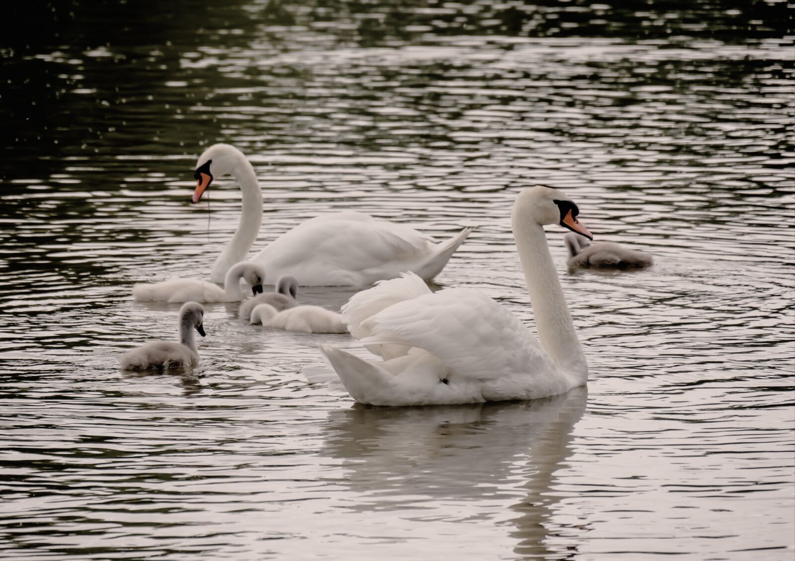 Panasonic DMC-G81 sample photo. Swans, lake, water photography