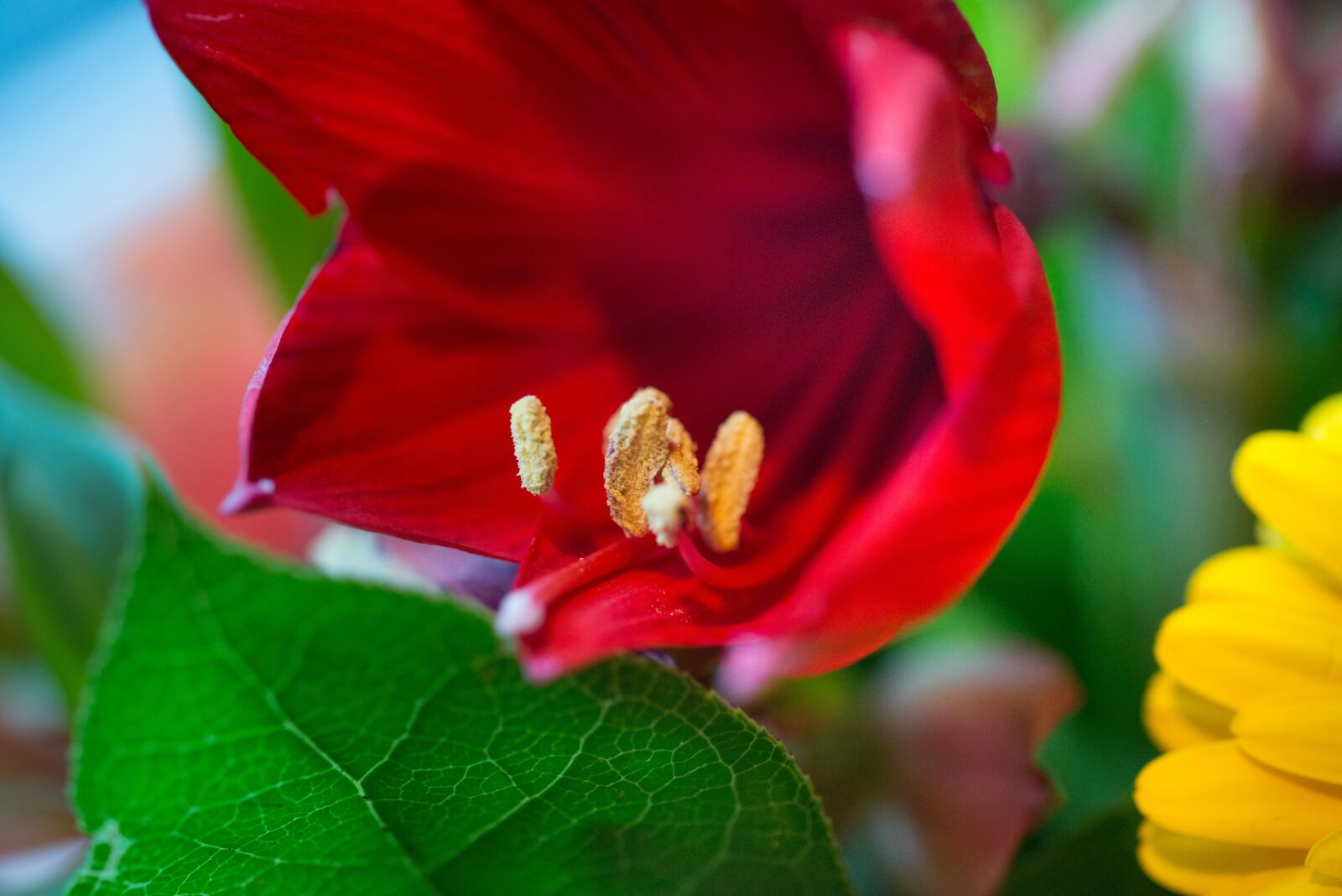 Nikon D610 sample photo. Flower, macro, stem photography