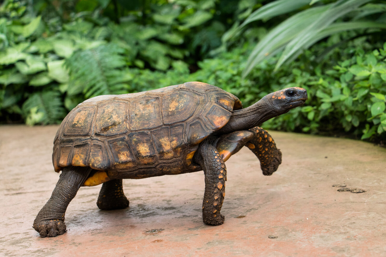 Canon EOS 750D (EOS Rebel T6i / EOS Kiss X8i) + Canon EF-S 18-135mm F3.5-5.6 IS STM sample photo. Tortoise, turtle photography