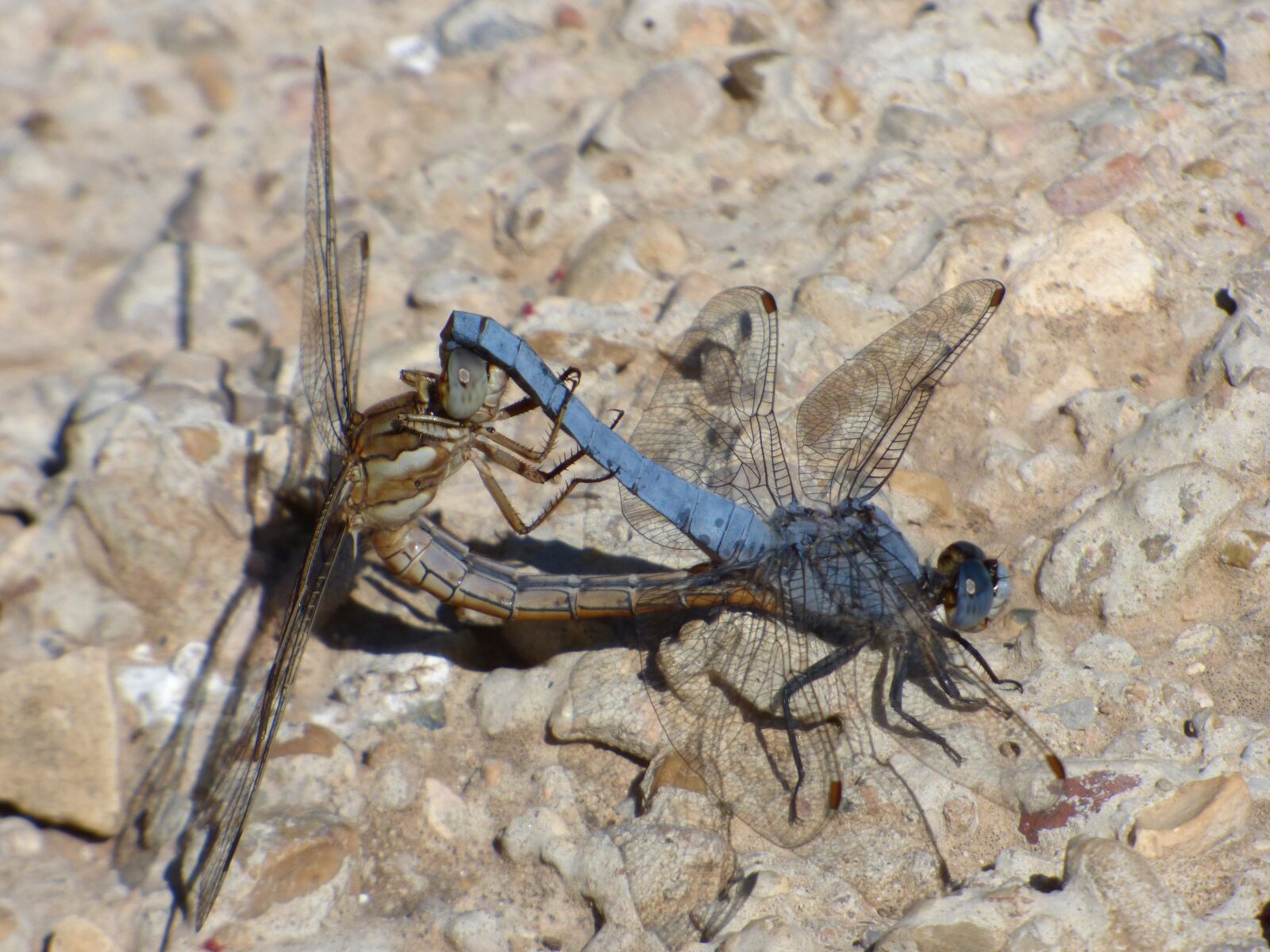 Panasonic Lumix DMC-FZ70 sample photo. Dragonflies, coupling, copulation photography
