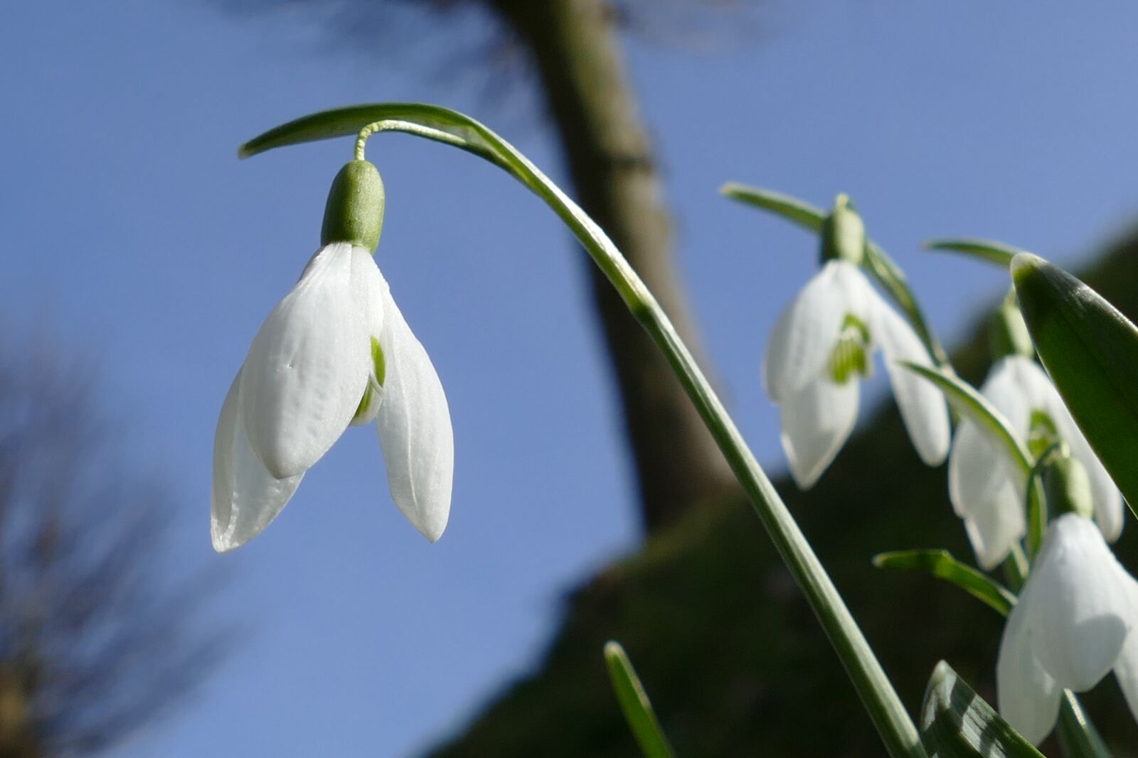 Panasonic Lumix DMC-FZ1000 sample photo. Snowdrop, galanthus nivalis, flower photography