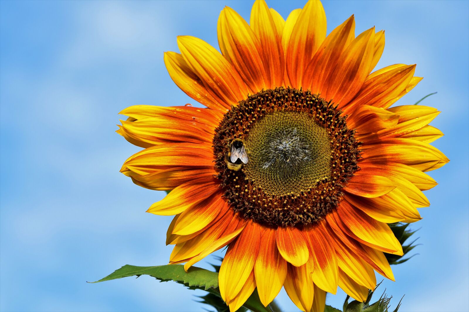 Nikon D7200 sample photo. Sunflower, flower, hummel photography