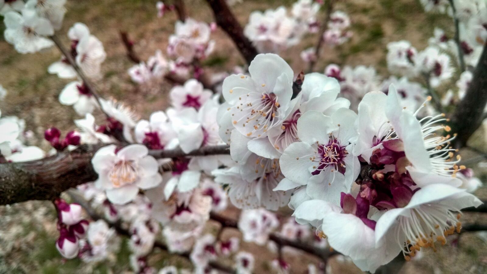 Motorola Moto X (1st Gen) sample photo. White, and, purple, petaled photography
