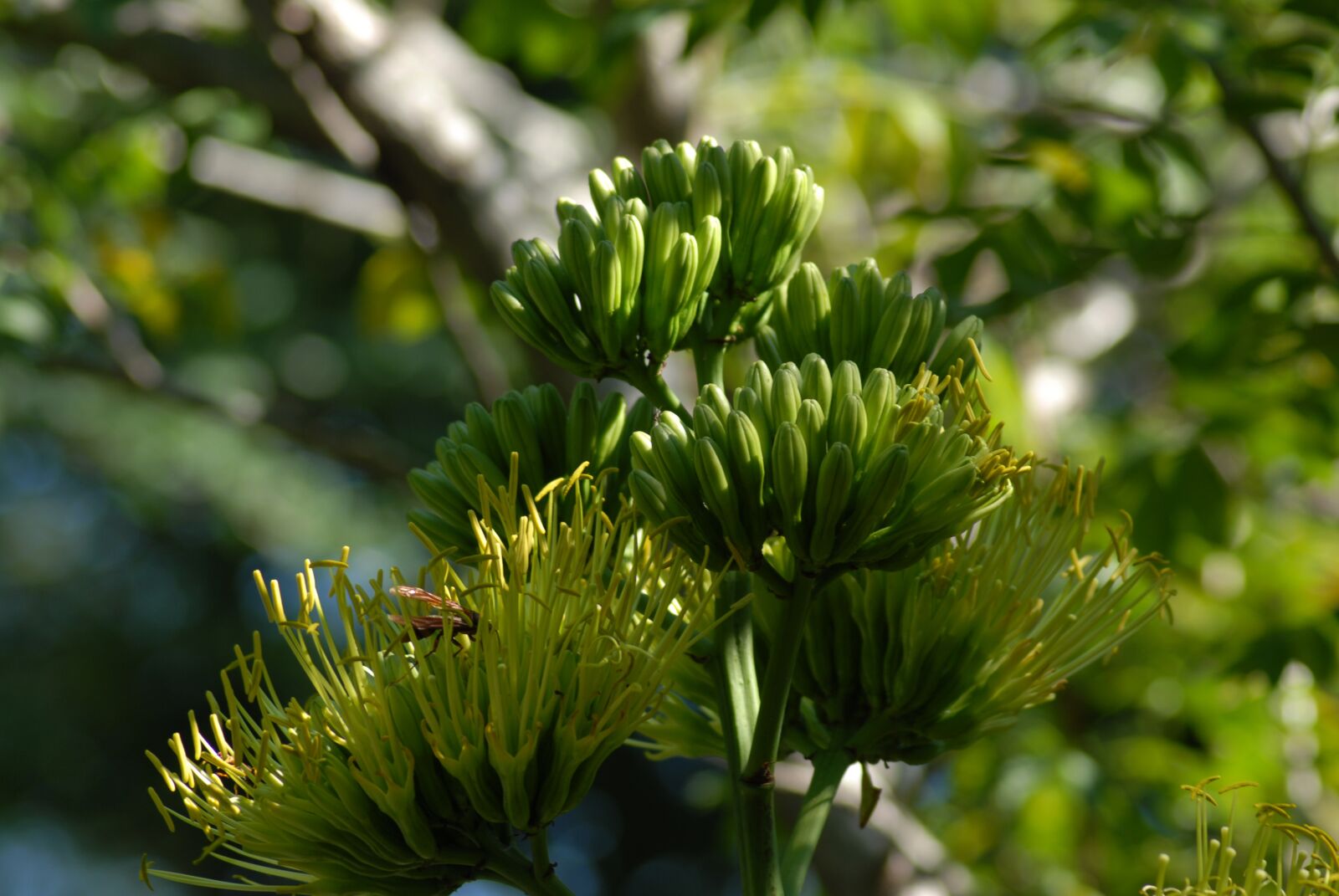 Nikon D200 sample photo. Cacayas, vegetables, field photography