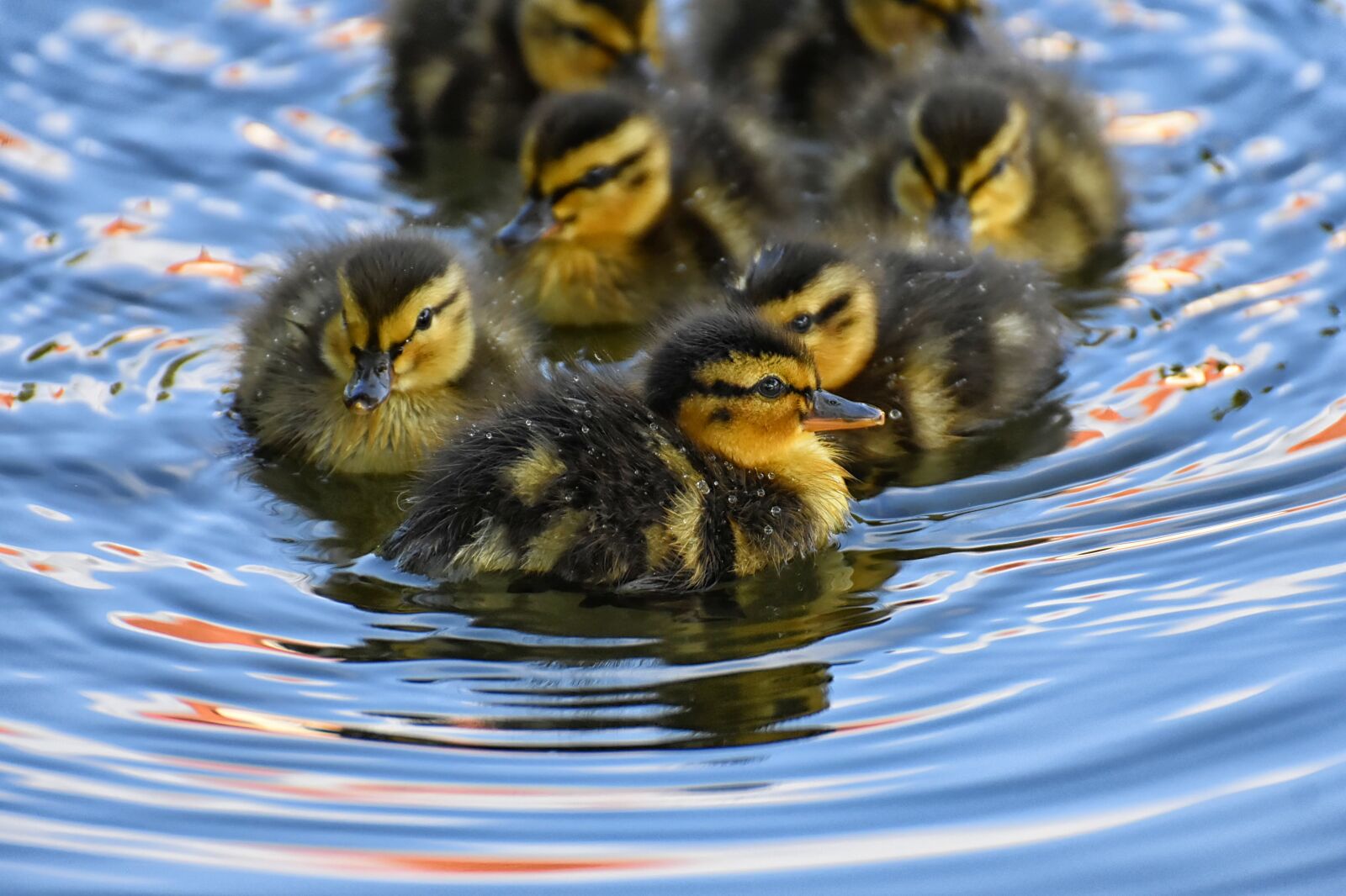 Nikon D7200 sample photo. Mallard, chicks, baby photography