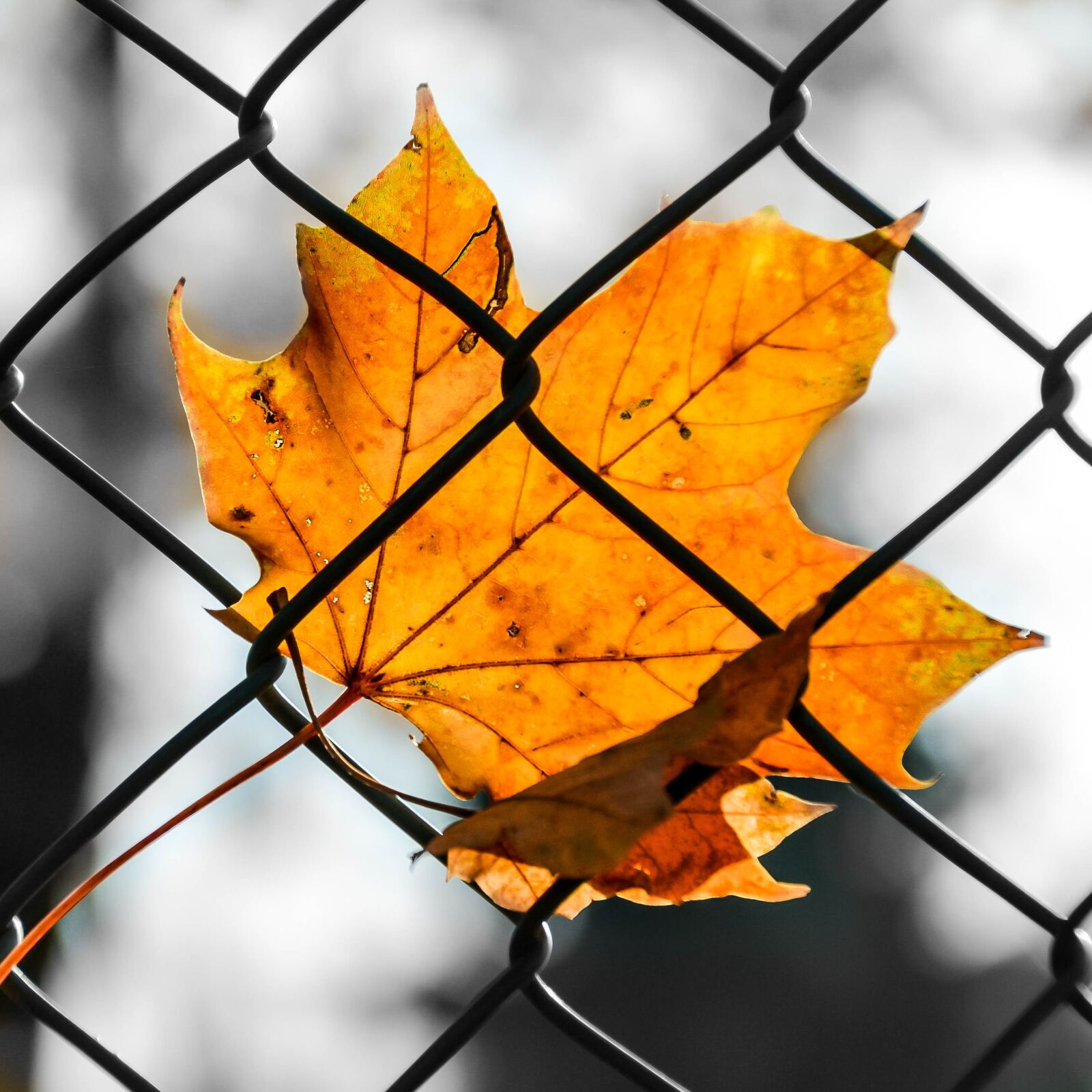 Nikon D3100 sample photo. Sheet, autumn, colored photography