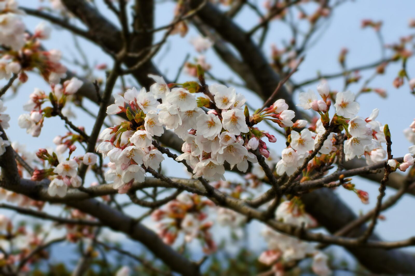 Nikon 1 J5 + VR 55-200mm f/4-5.6G sample photo. Natural, landscape, wood photography