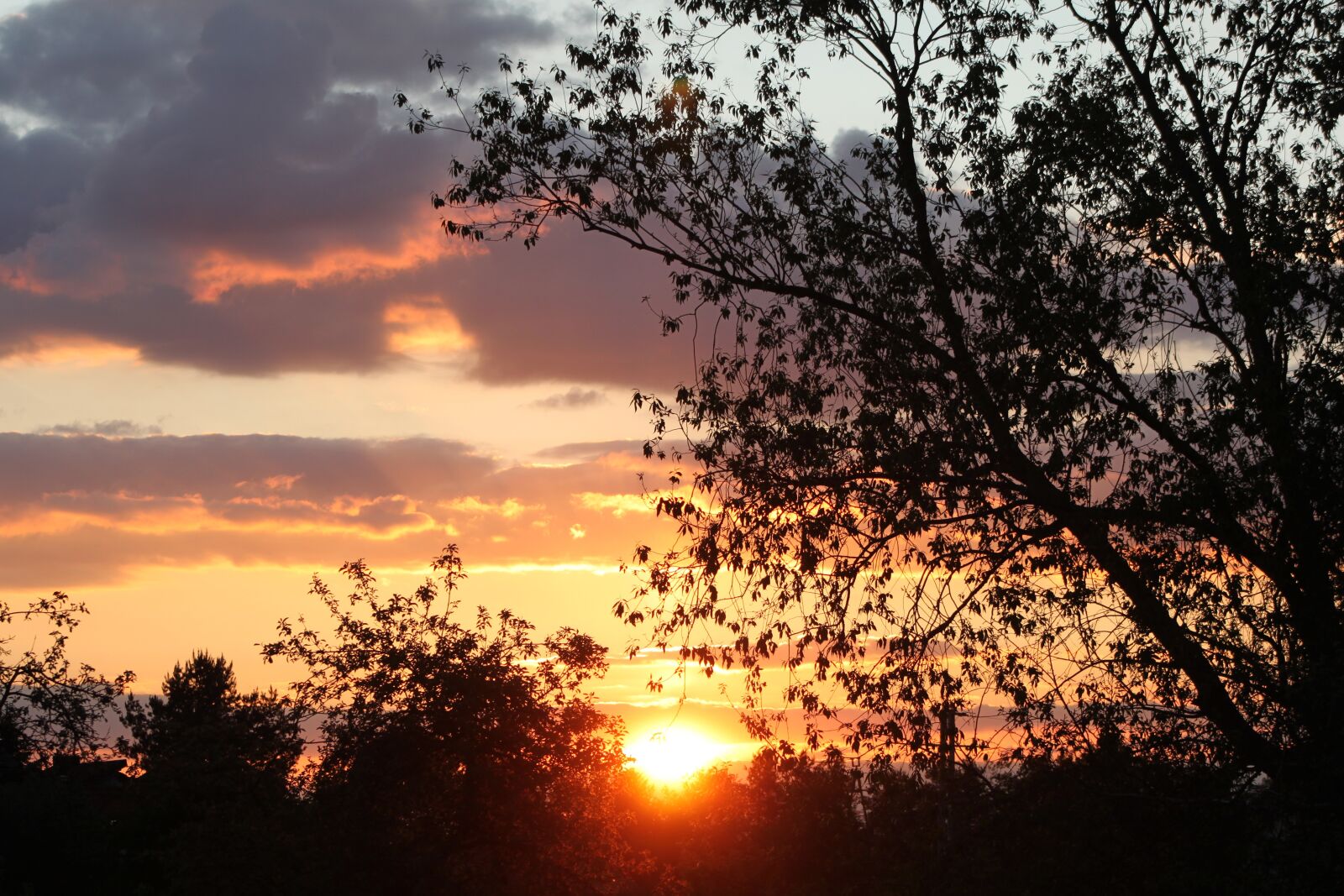 Canon EOS 500D (EOS Rebel T1i / EOS Kiss X3) sample photo. Evening, sunset, clouds photography