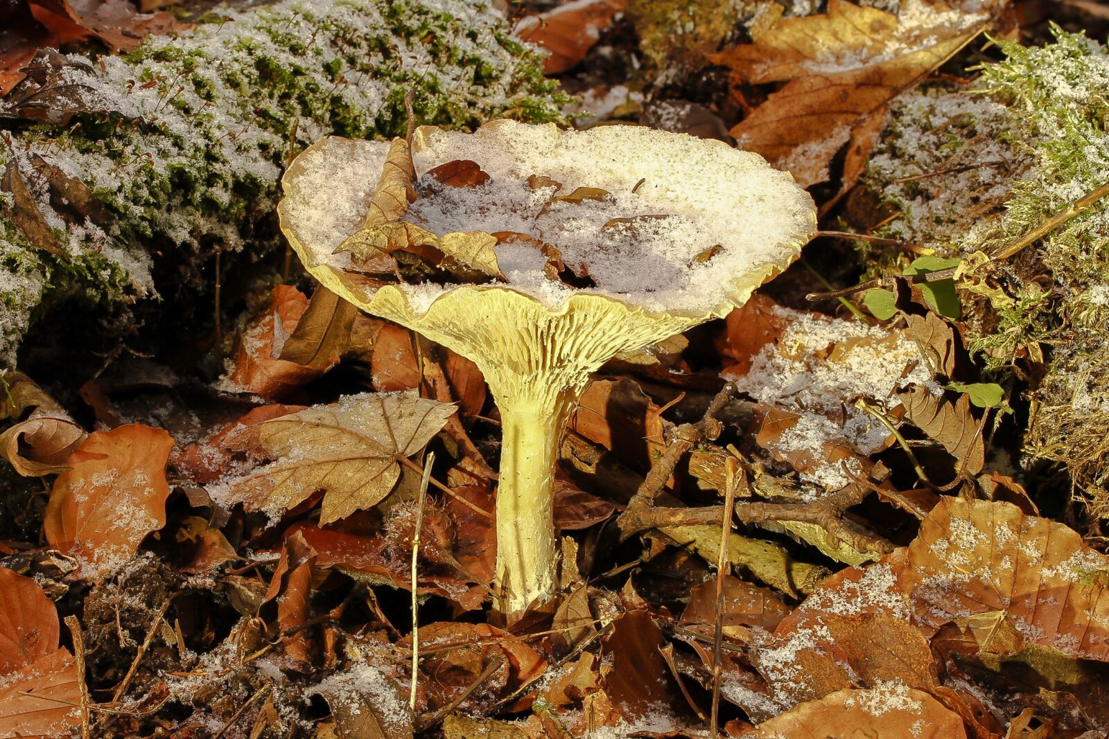 Tamron SP AF 60mm F2 Di II LD IF Macro sample photo. Mushroom, agaric, forest mushroom photography
