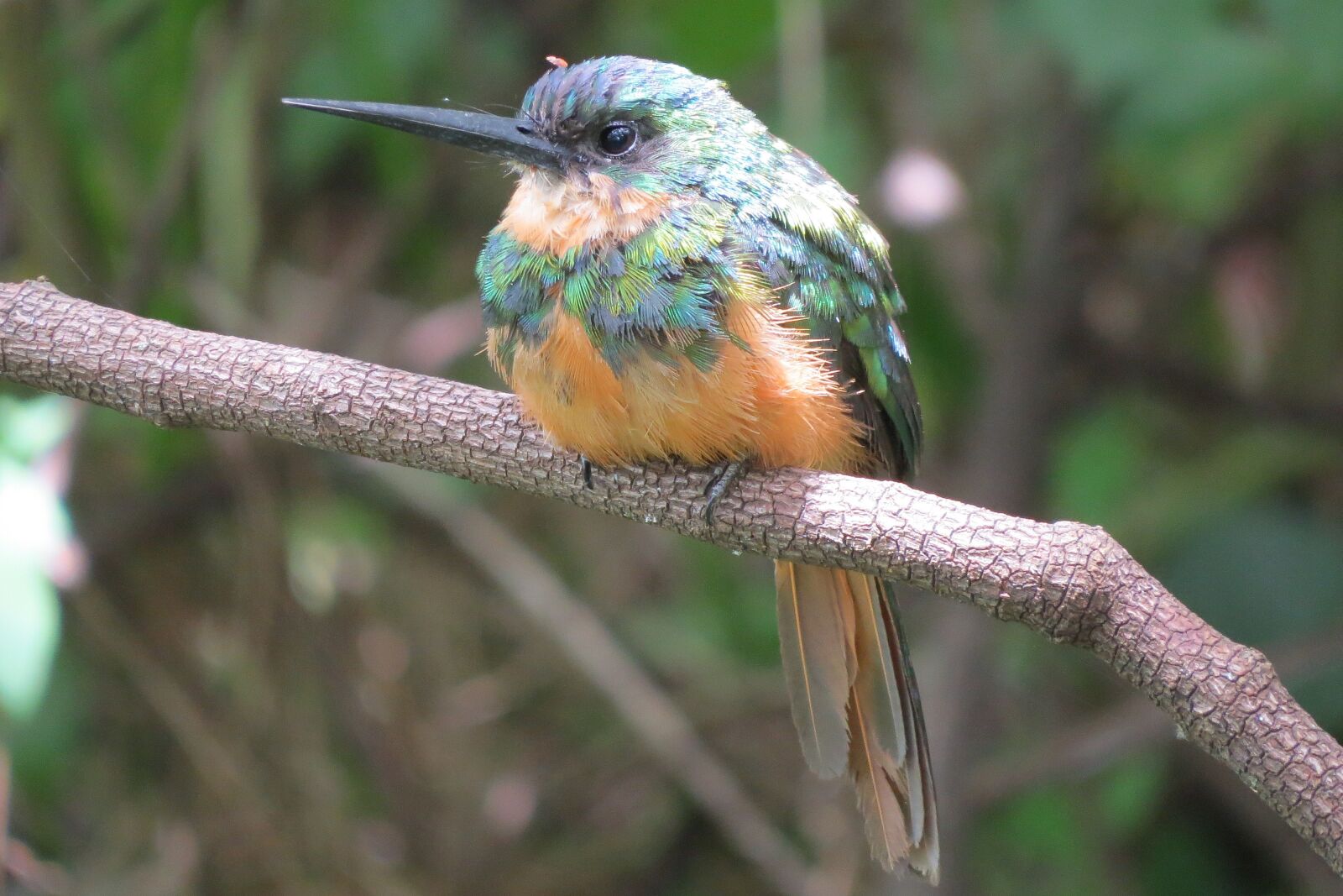 Canon PowerShot SX50 HS sample photo. Bird, nature, garden photography