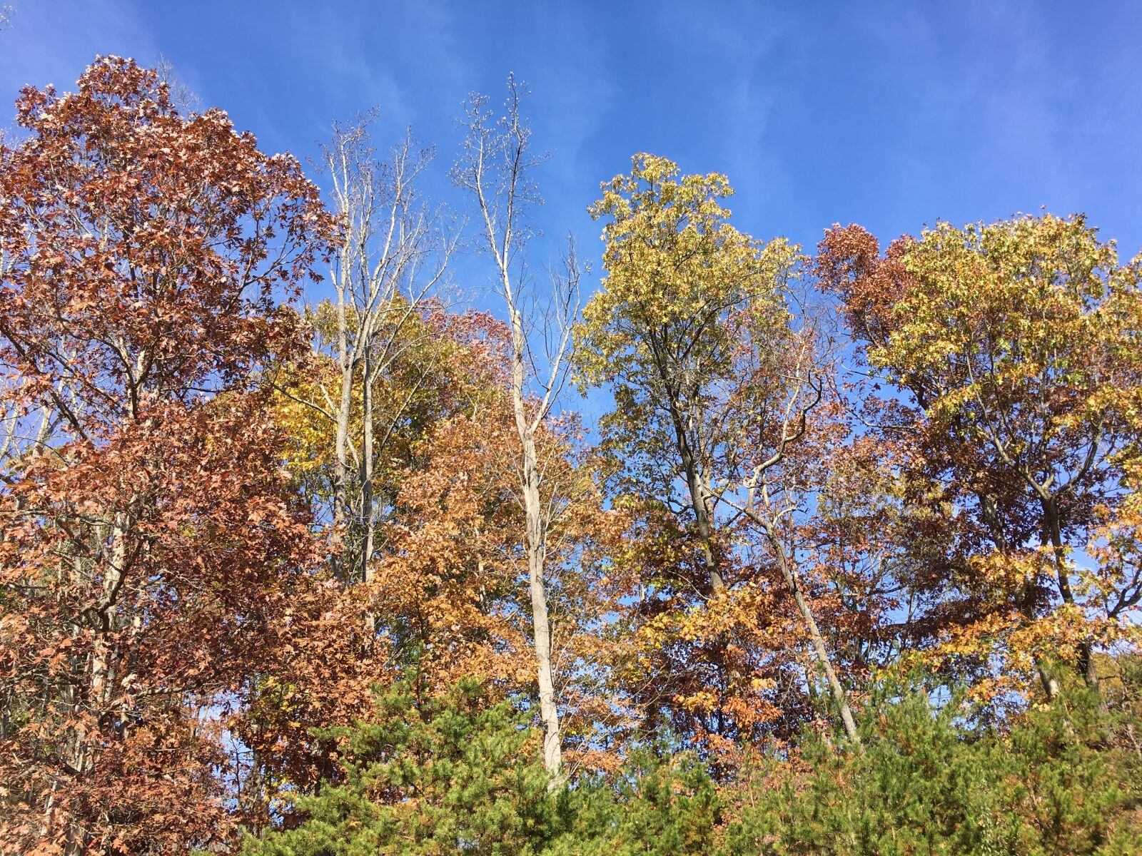 iPhone 6s Plus back camera 4.15mm f/2.2 sample photo. Landscape, autumn, fall photography