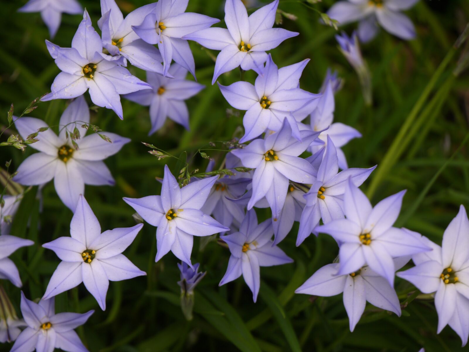 Panasonic Lumix DMC-GF5 sample photo. Star flower, spring, violet photography