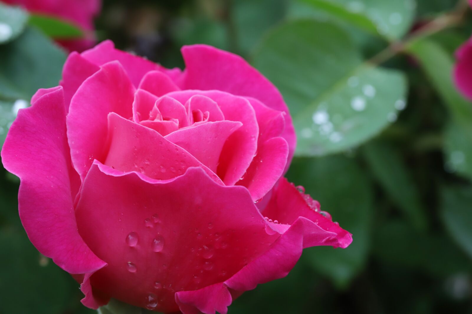 Canon EOS 6D Mark II sample photo. Rose, flowers, nature photography