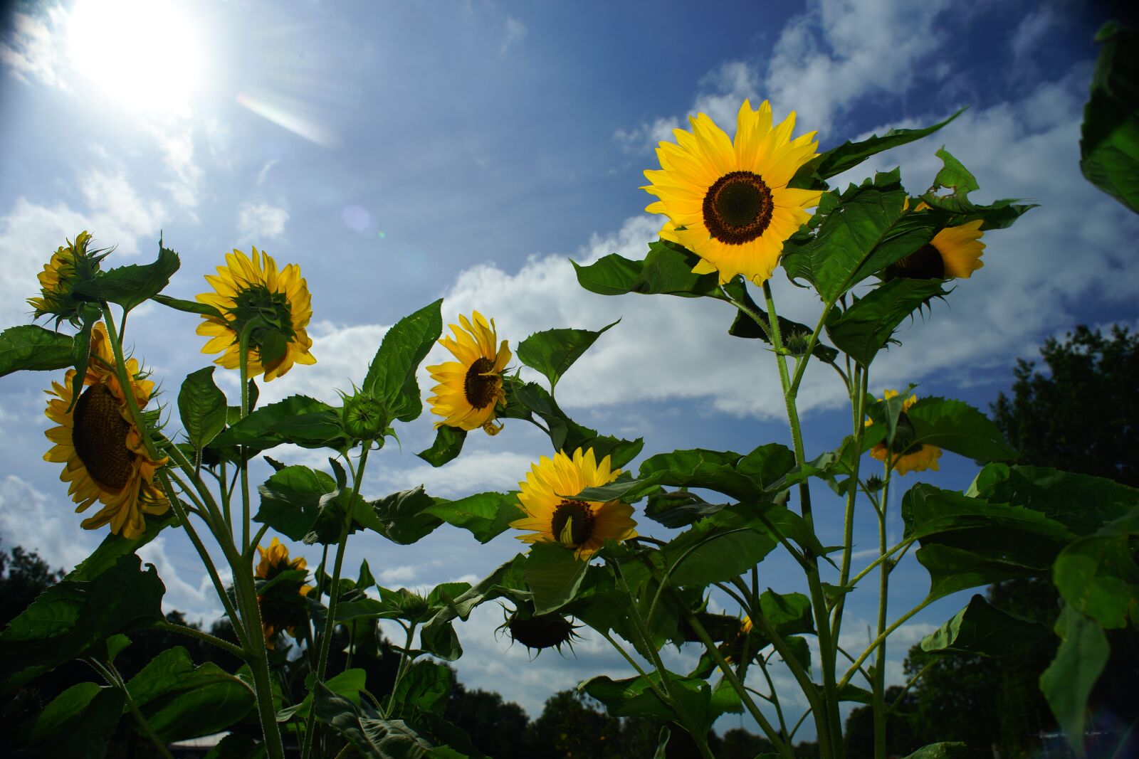 24mm F2.8 sample photo. Sunflower, yellow, against direction photography