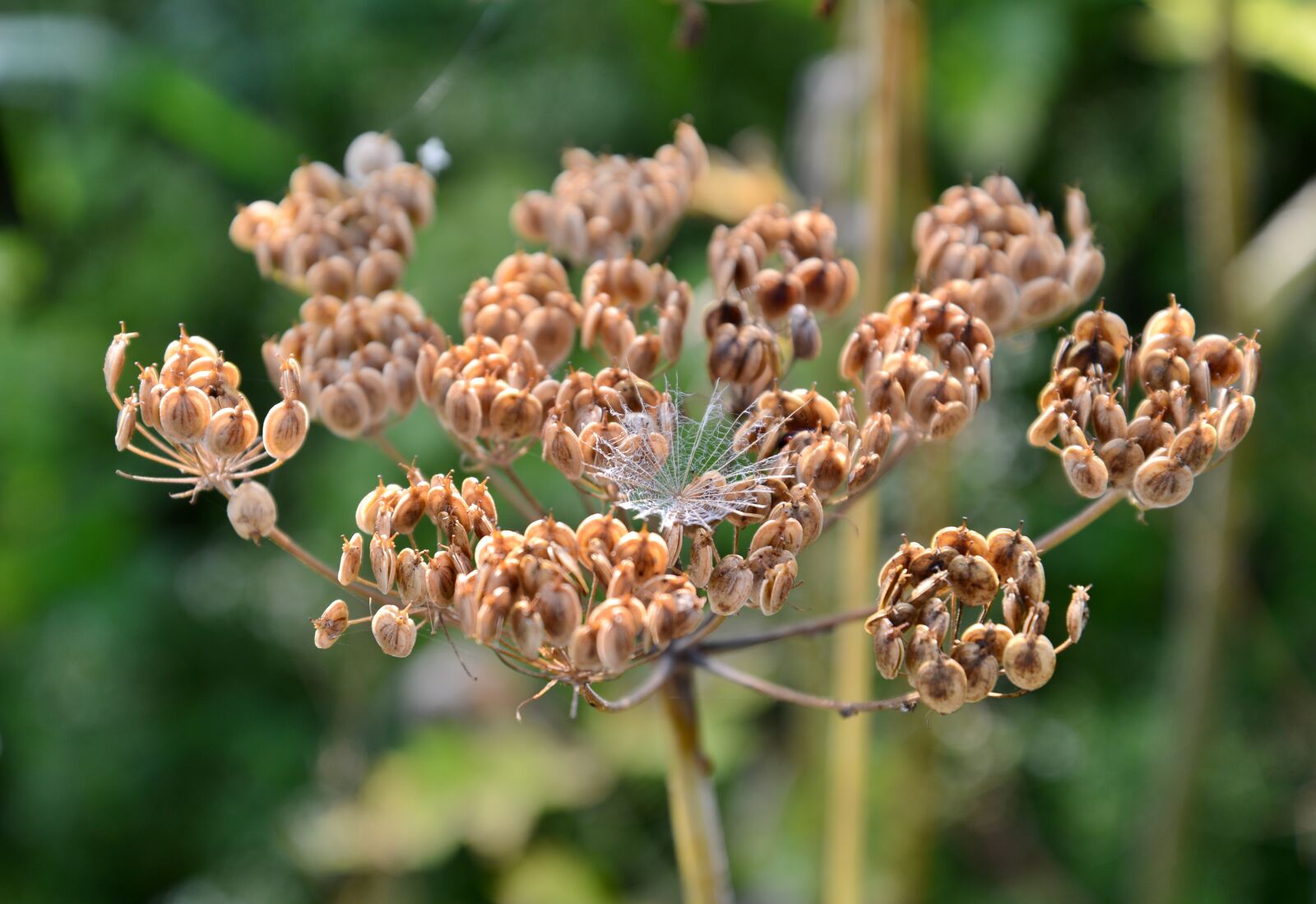 Nikon D600 sample photo. Screen flower, hogweed, overblown photography