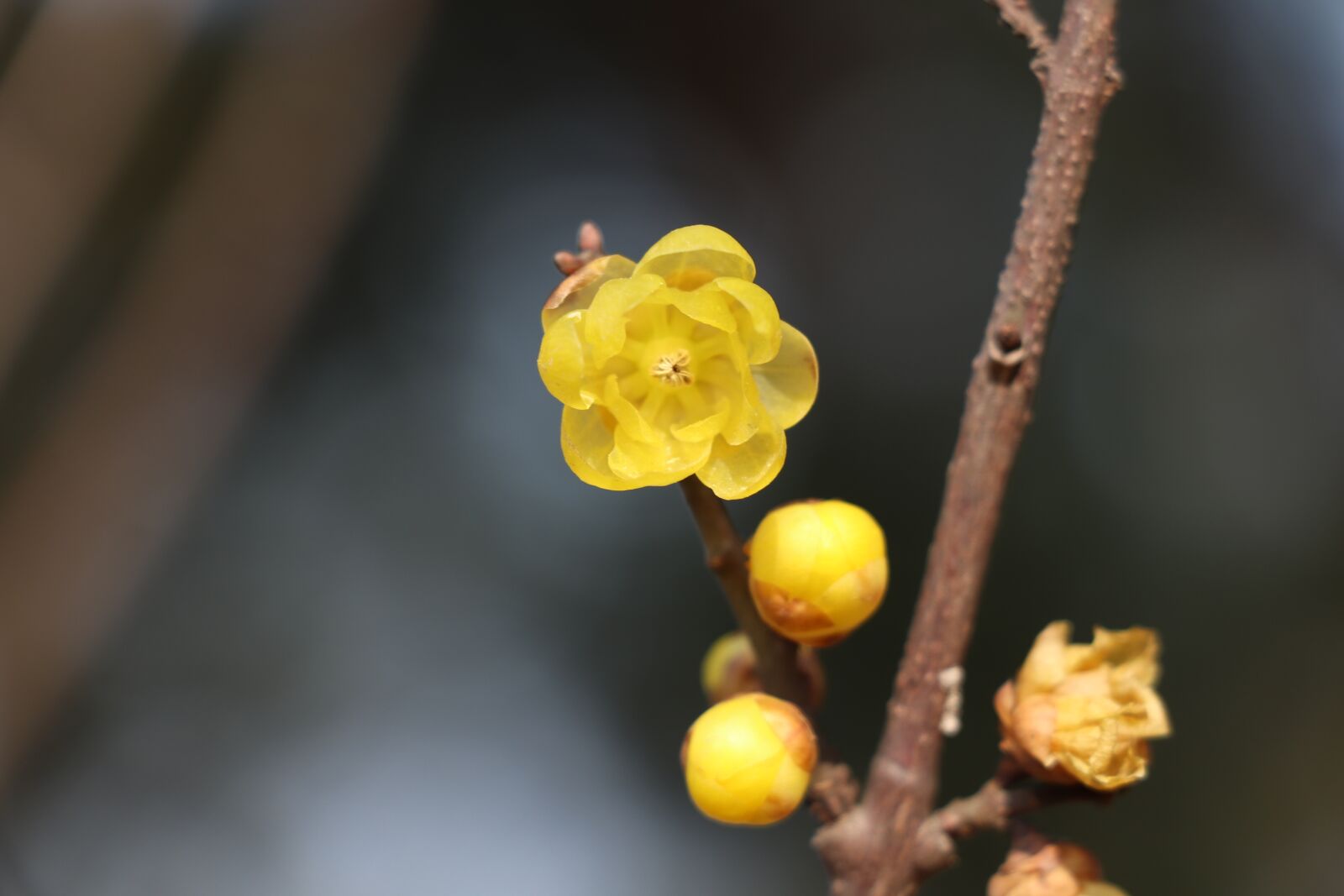 Canon EOS 77D (EOS 9000D / EOS 770D) sample photo. Nature, plum blossom, chimonanthus photography