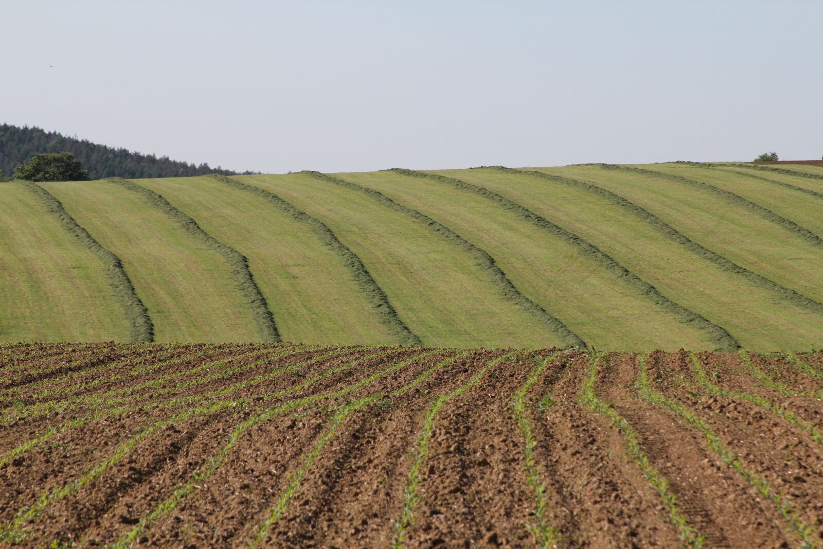 Canon EOS 60D + Canon EF 28-135mm F3.5-5.6 IS USM sample photo. Agriculture, field, farm photography