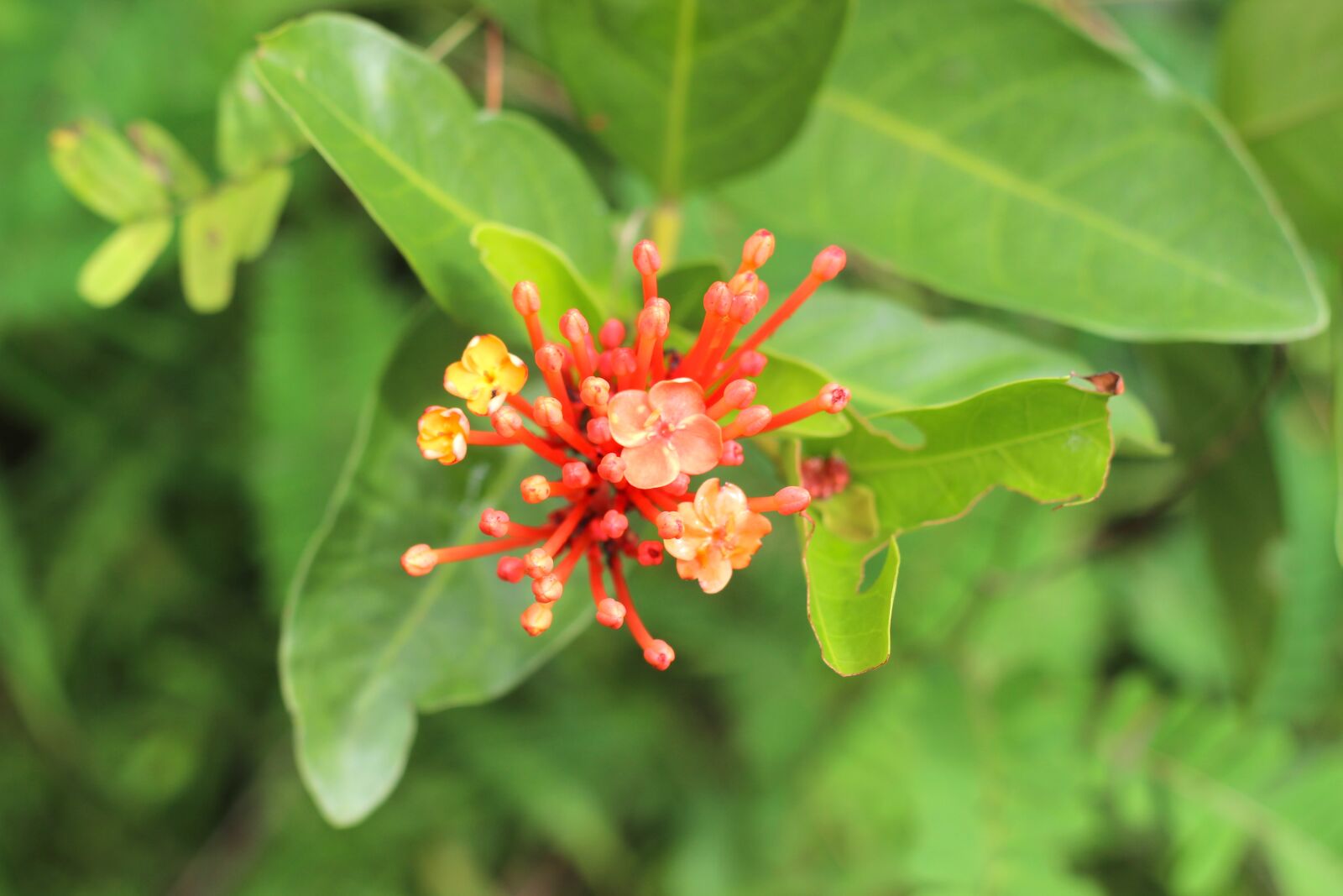 Canon EOS 600D (Rebel EOS T3i / EOS Kiss X5) + Canon EF 50mm F1.8 II sample photo. Ixora, flower, ga photography
