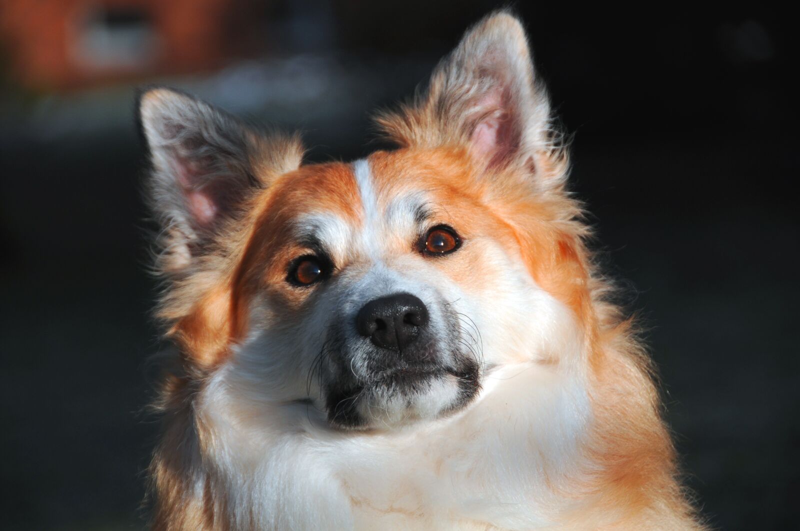 Nikon D300S sample photo. Iceland dog, dog, dog photography