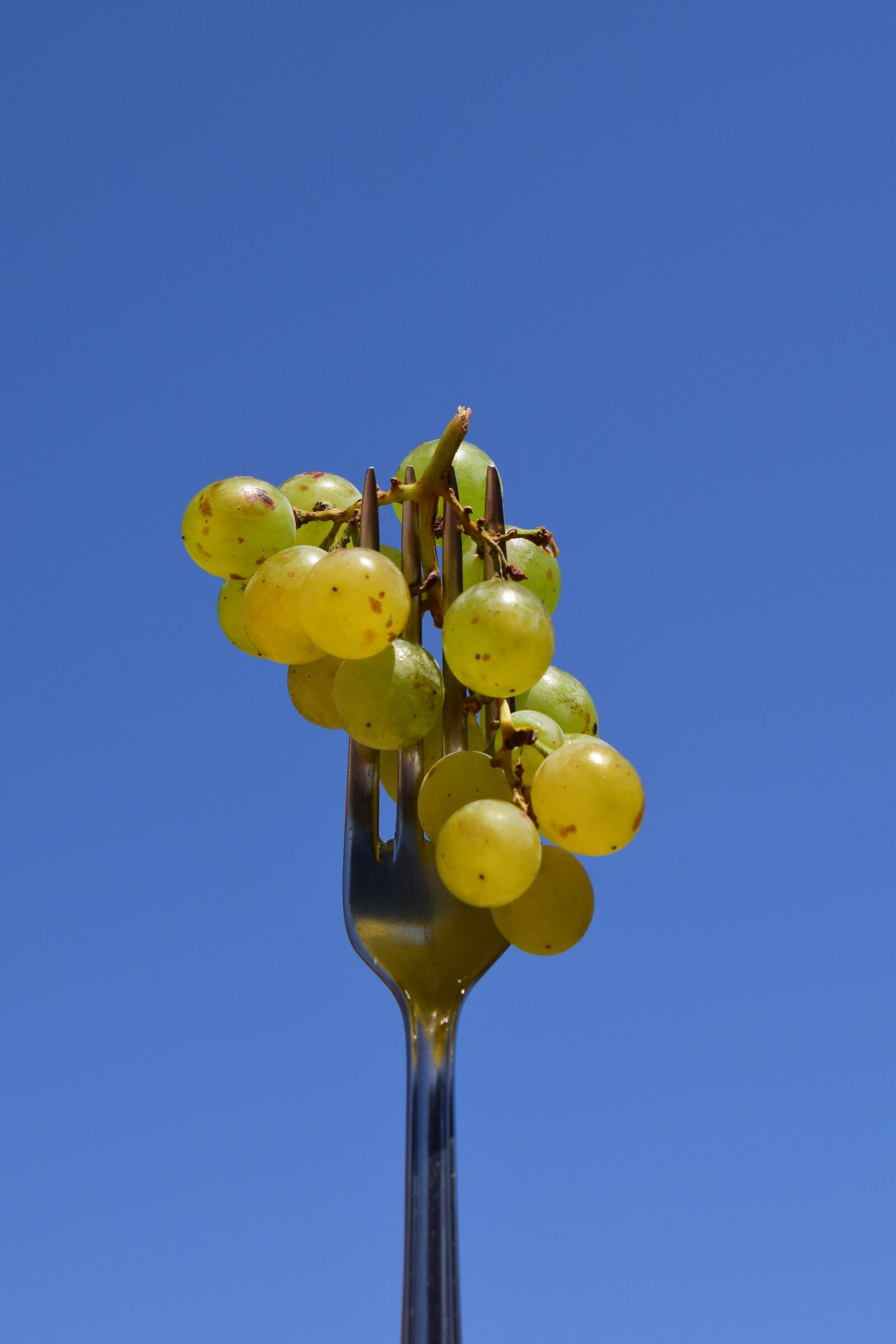 Nikon D3300 sample photo. Grape, fork, eat photography