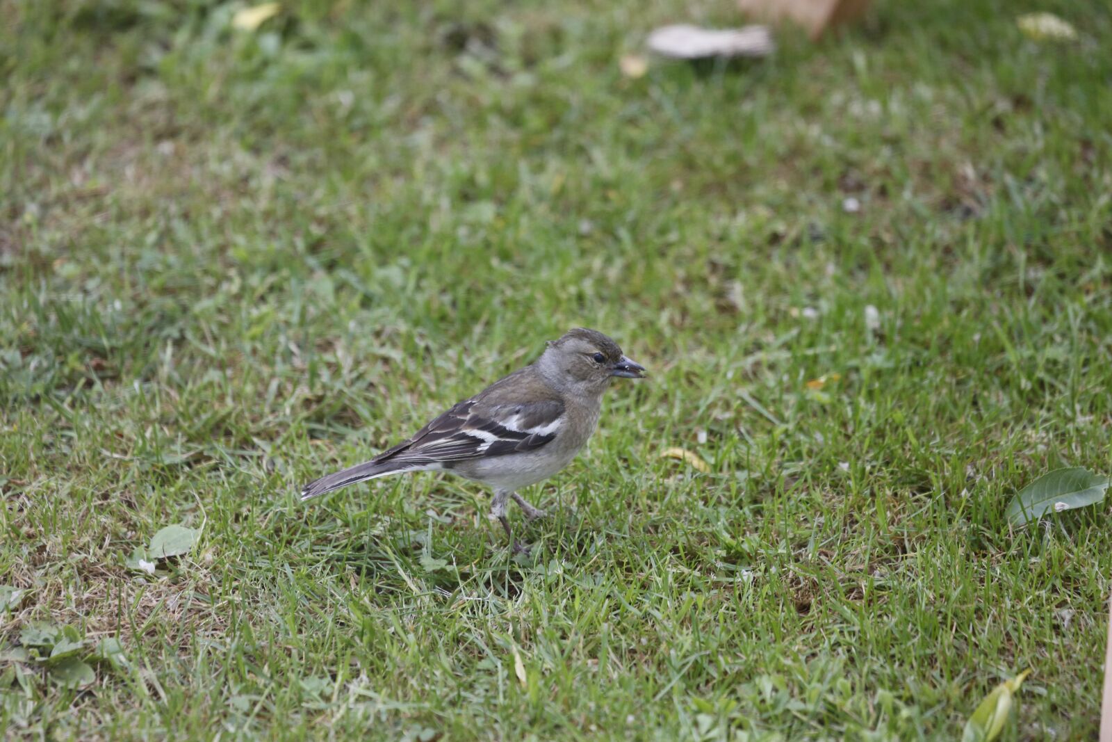 Canon EF 100-400mm F4.5-5.6L IS USM sample photo. Meadow, bird, animal photography