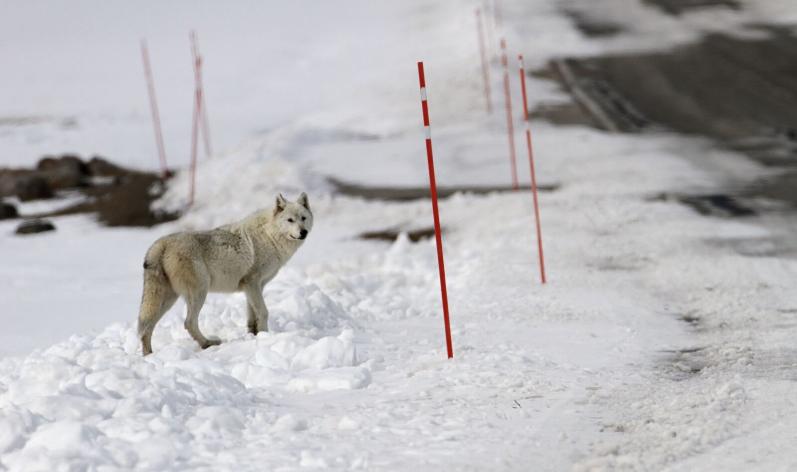 Canon EOS 7D sample photo. Wolf, lone, predator photography