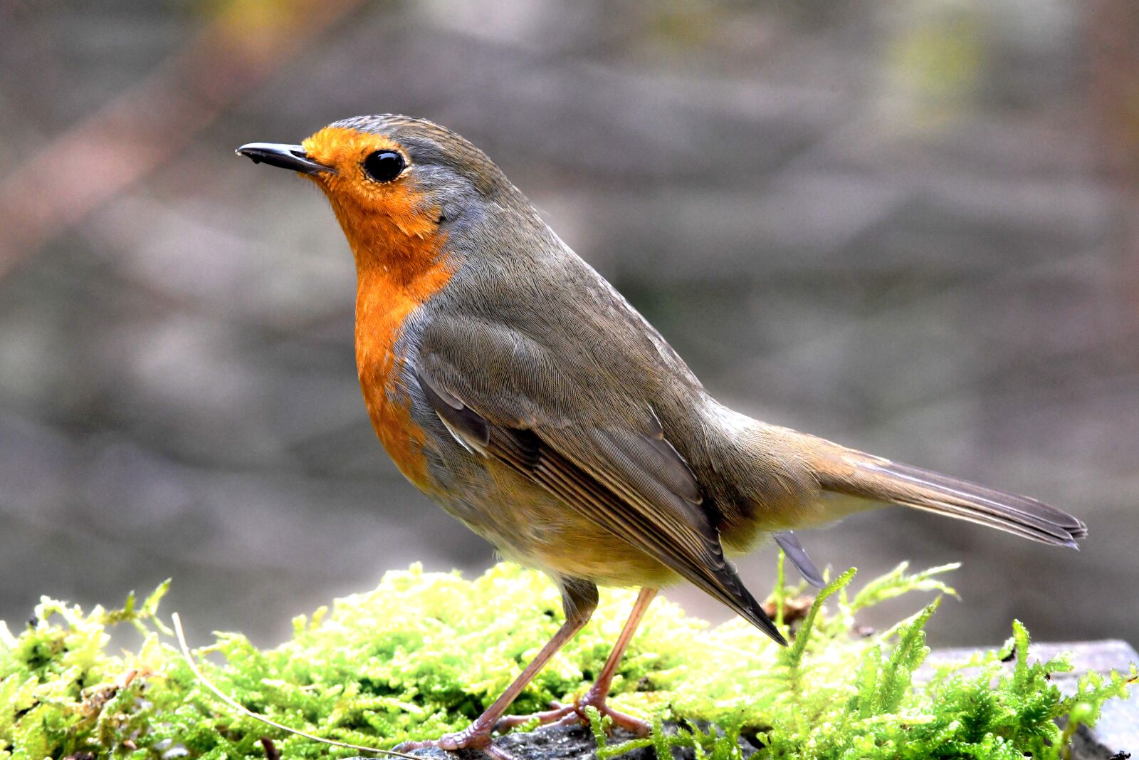 Nikon D7500 sample photo. Robin, red, forest photography