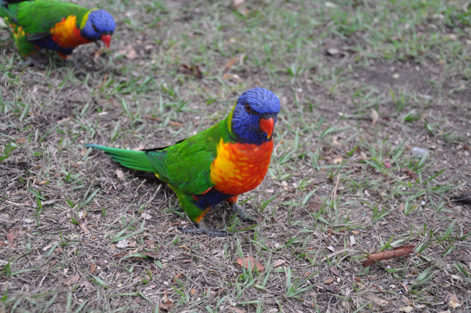 Nikon D90 sample photo. Parrot, birds, australia photography