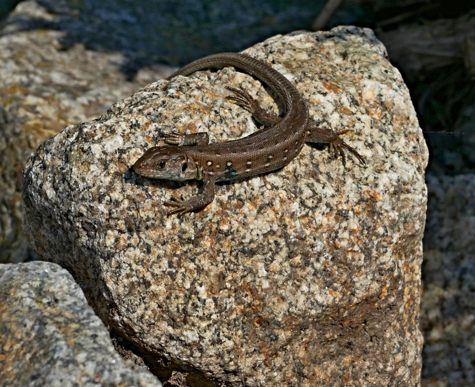 Panasonic Lumix DMC-FZ1000 sample photo. The lizard, common, reptile photography