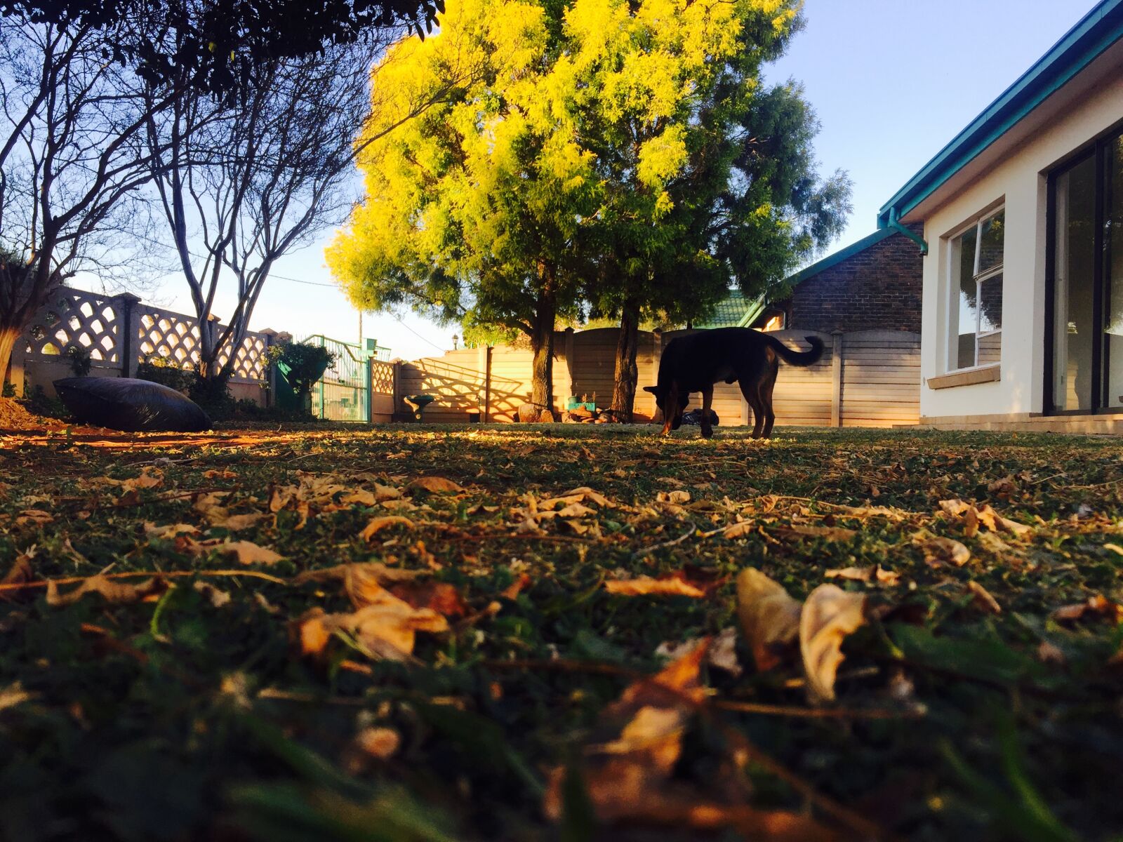 iPhone 6 back camera 4.15mm f/2.2 sample photo