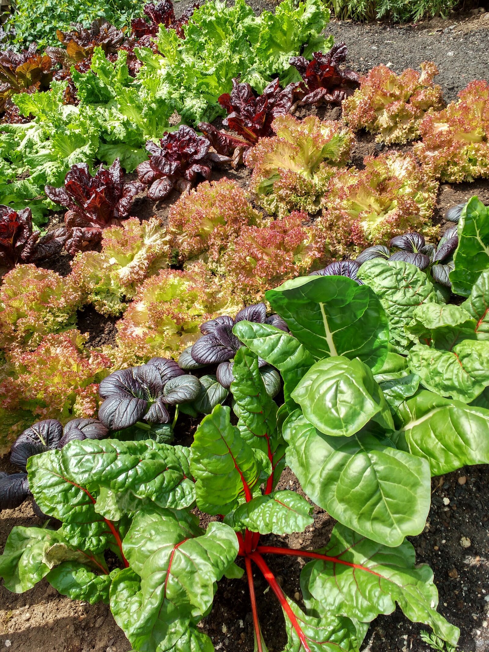 Motorola MotoG3 sample photo. Lettuce, salad, food photography