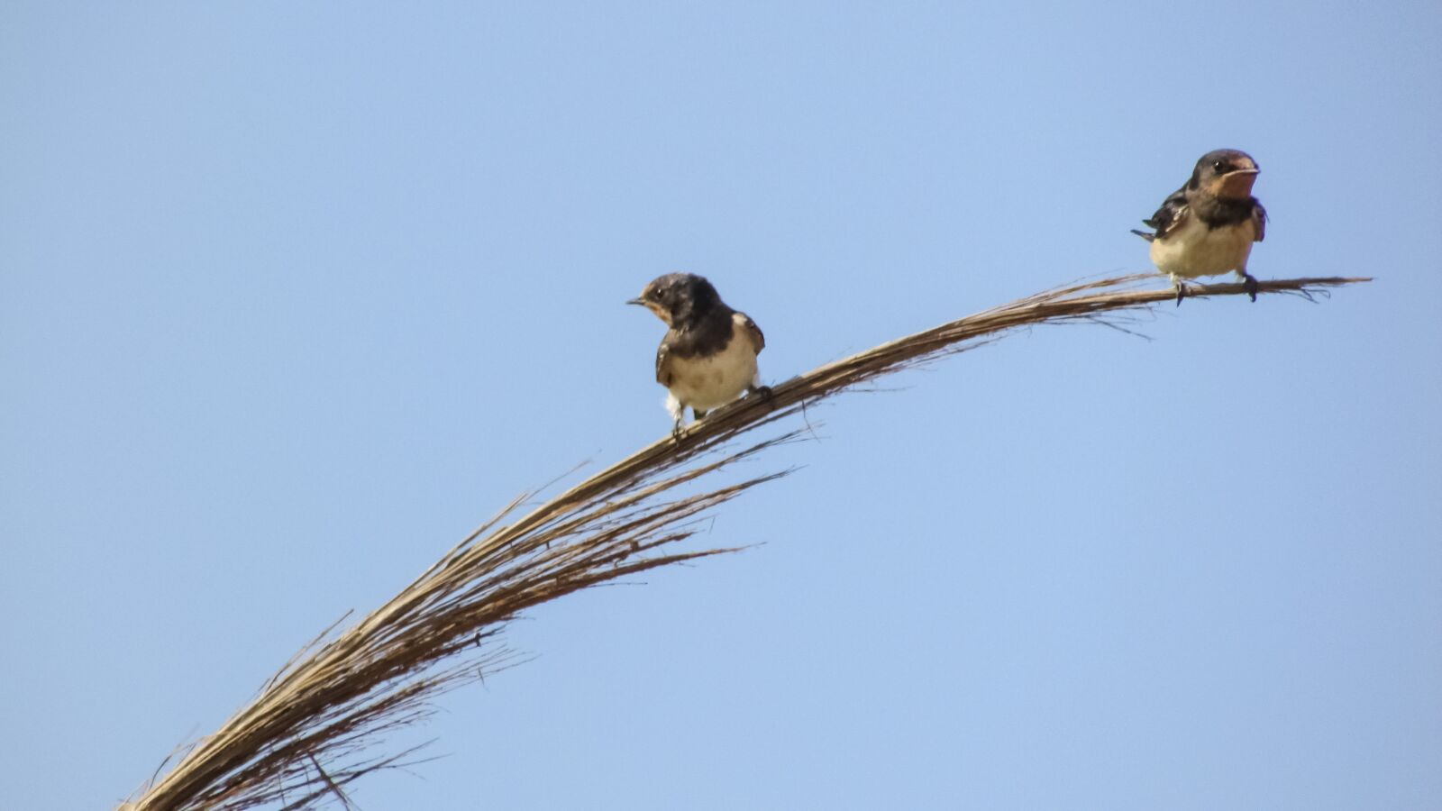 Canon PowerShot SX400 IS sample photo. Swallows, resting, branch photography