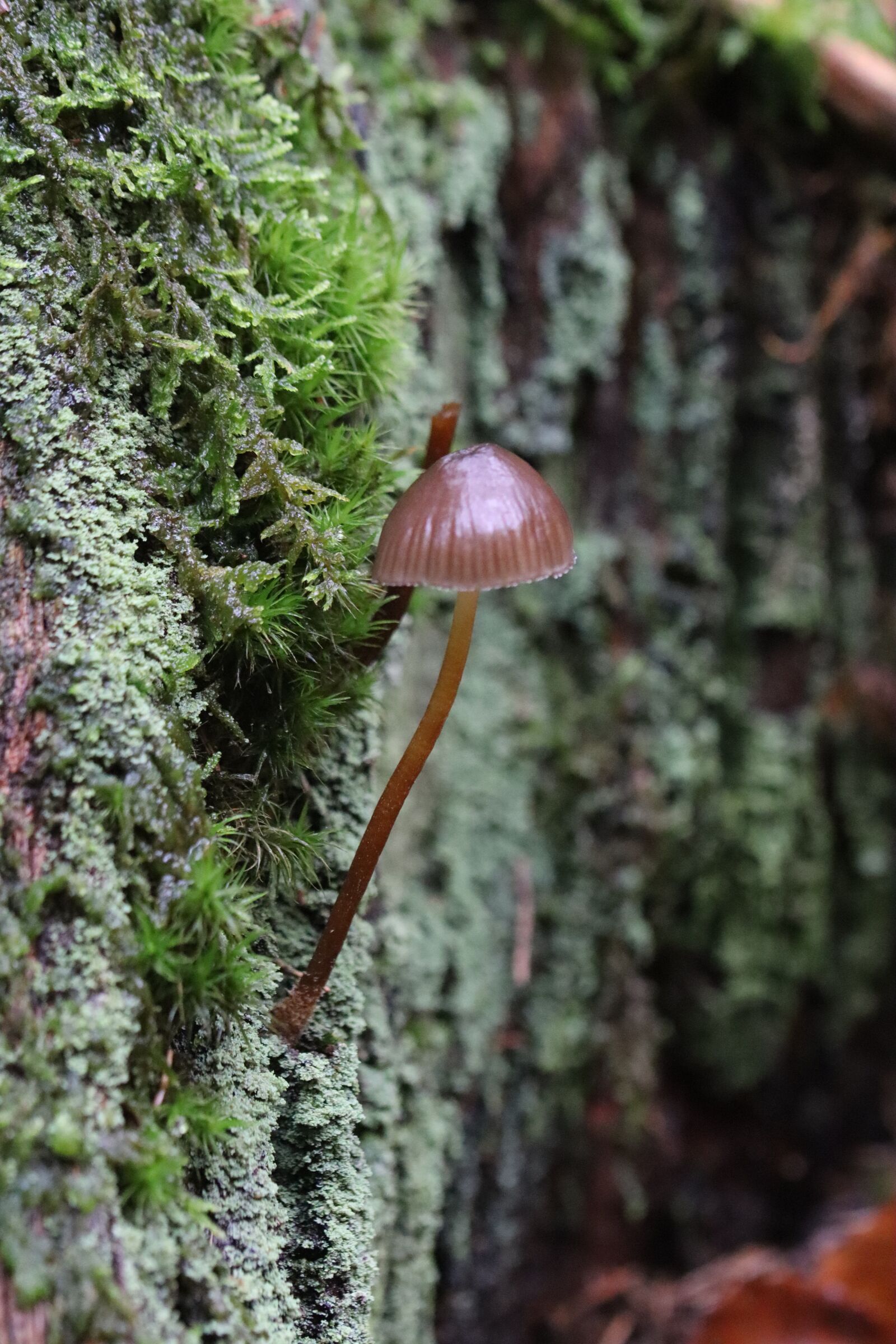 Canon EOS 250D (EOS Rebel SL3 / EOS Kiss X10 / EOS 200D II) sample photo. Mushroom, forest, nature photography