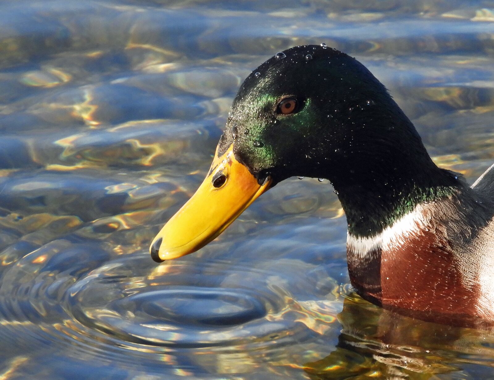 Nikon Coolpix B700 sample photo. Mallard, duck, nature photography