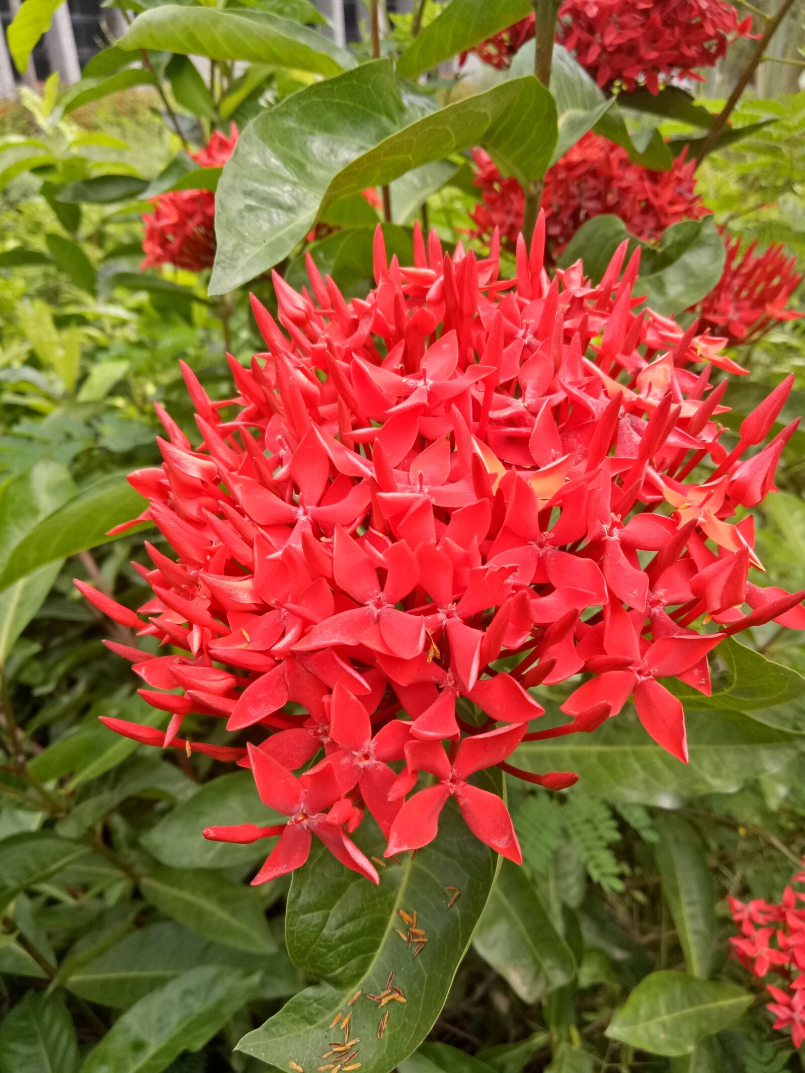 OPPO A1601 sample photo. Nature, flower, flora photography