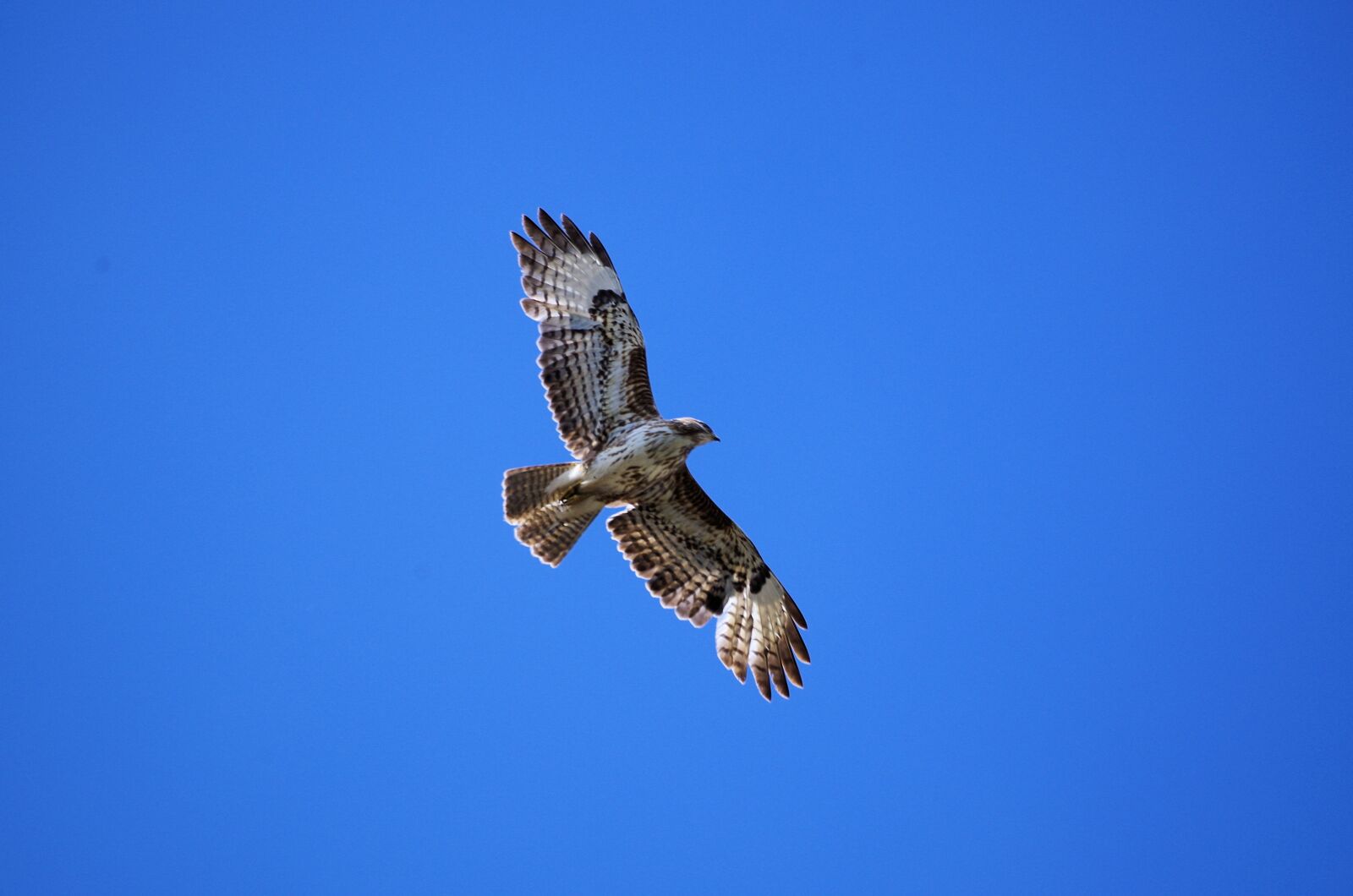 Pentax K-50 sample photo. Buzzard, bird, nature photography