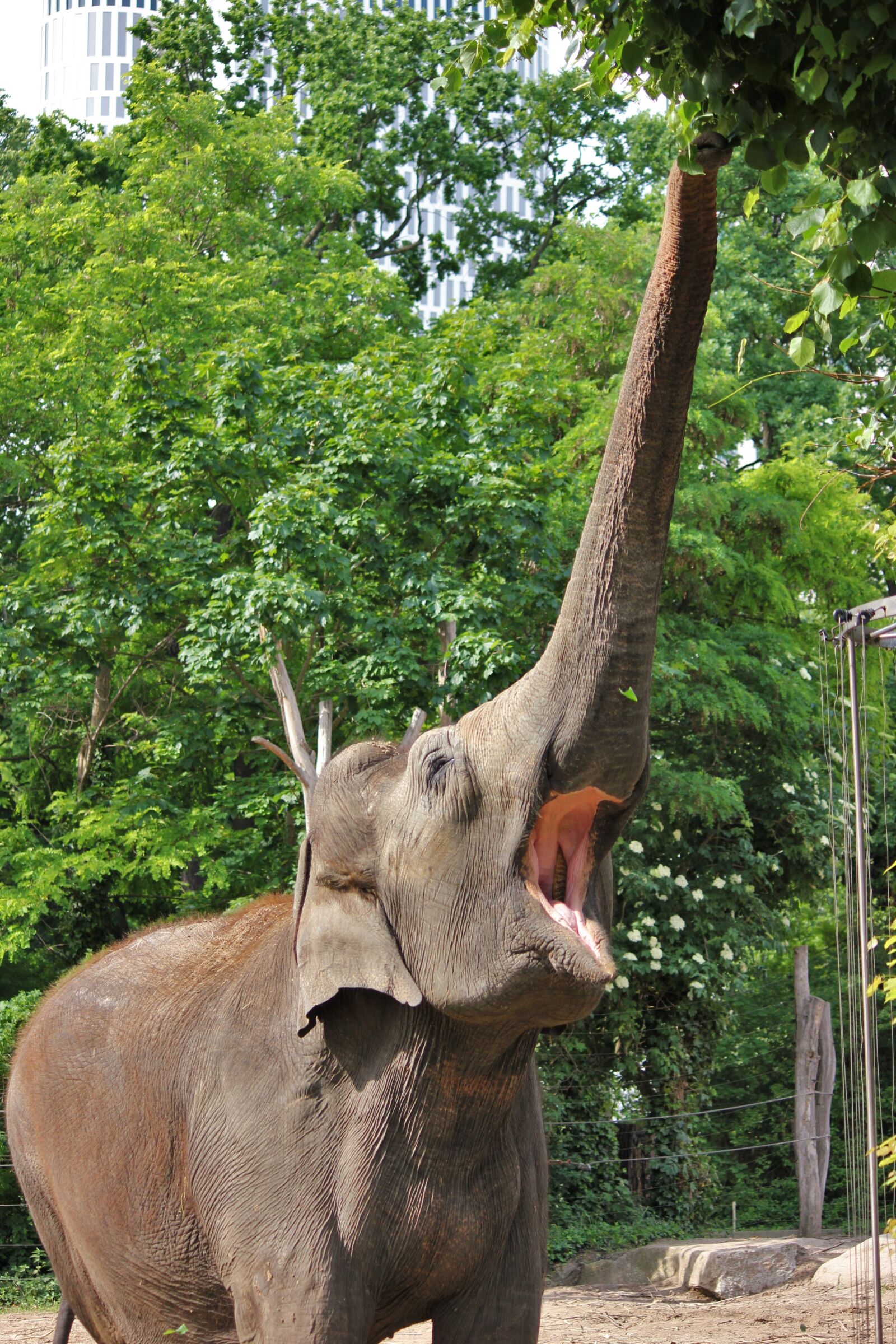 Canon EOS 550D (EOS Rebel T2i / EOS Kiss X4) sample photo. Elephant, eat, zoo photography